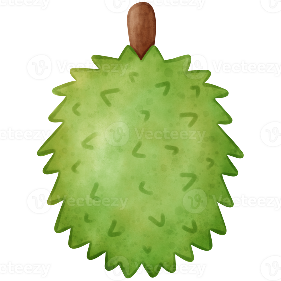 Durian, Watercolor Durian png