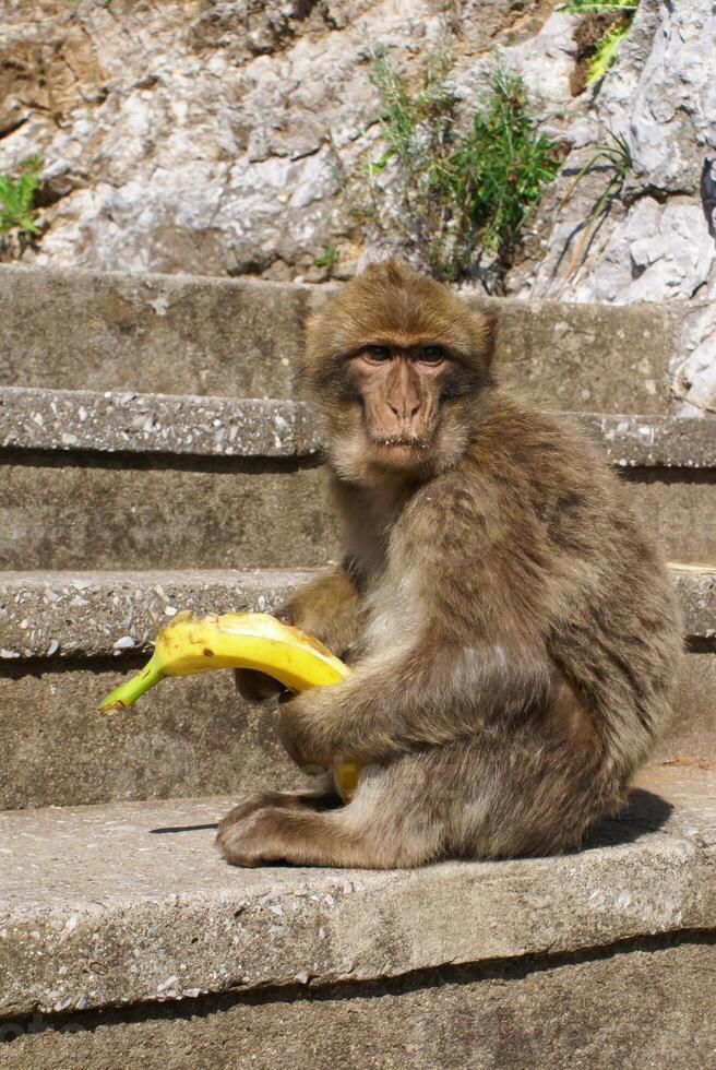 Barbaby Ape sitting on wall overlooking the port area, Gibraltar, UK, Western Europe. photo