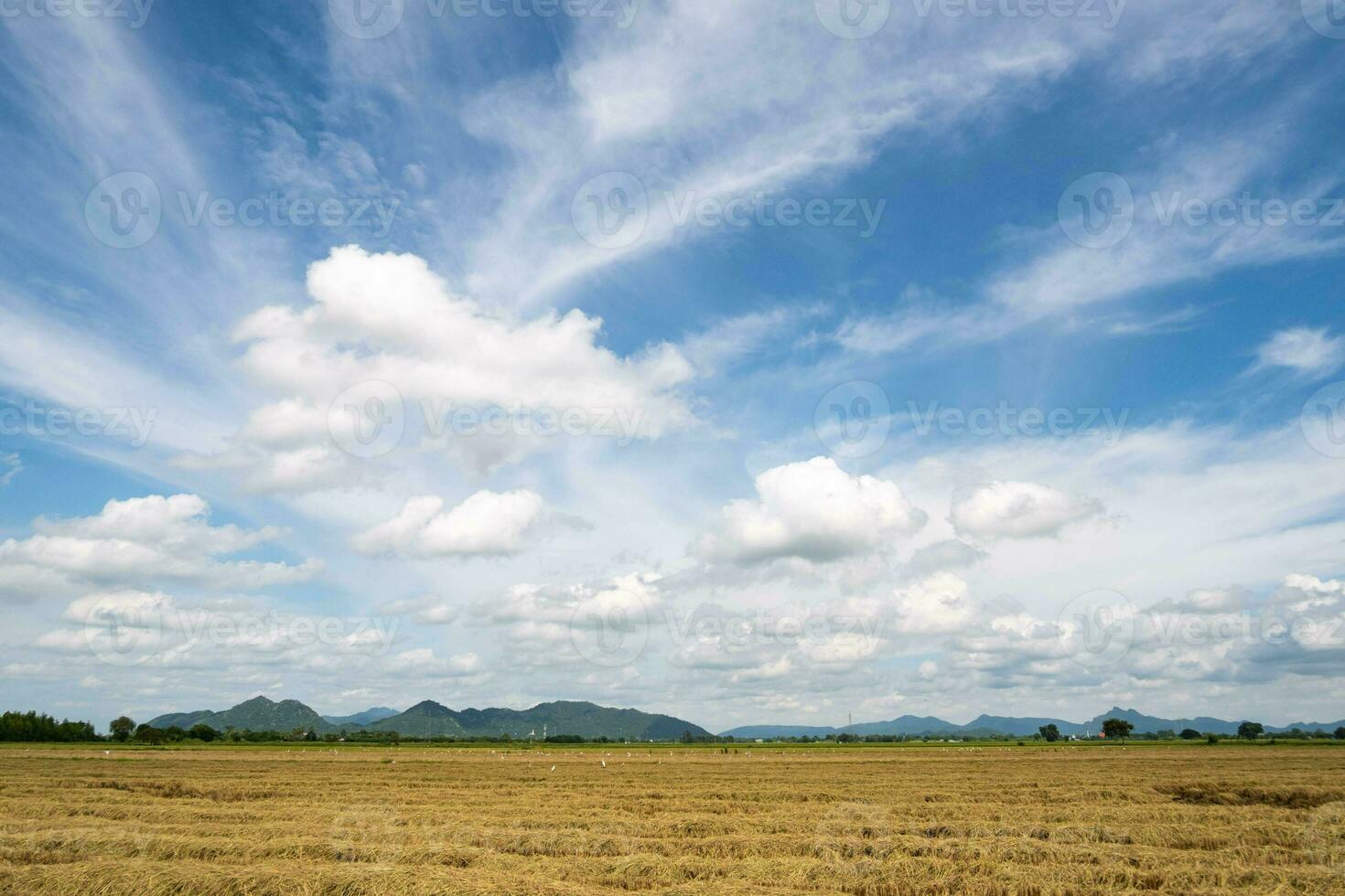 The rice fields are harvested and only rice stubble remains in the middle of the fields. During the day the sun was about to set. You will see an orange light in the sky. photo