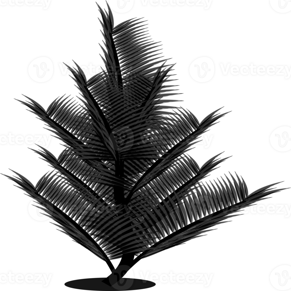 Pine tree silhouette png