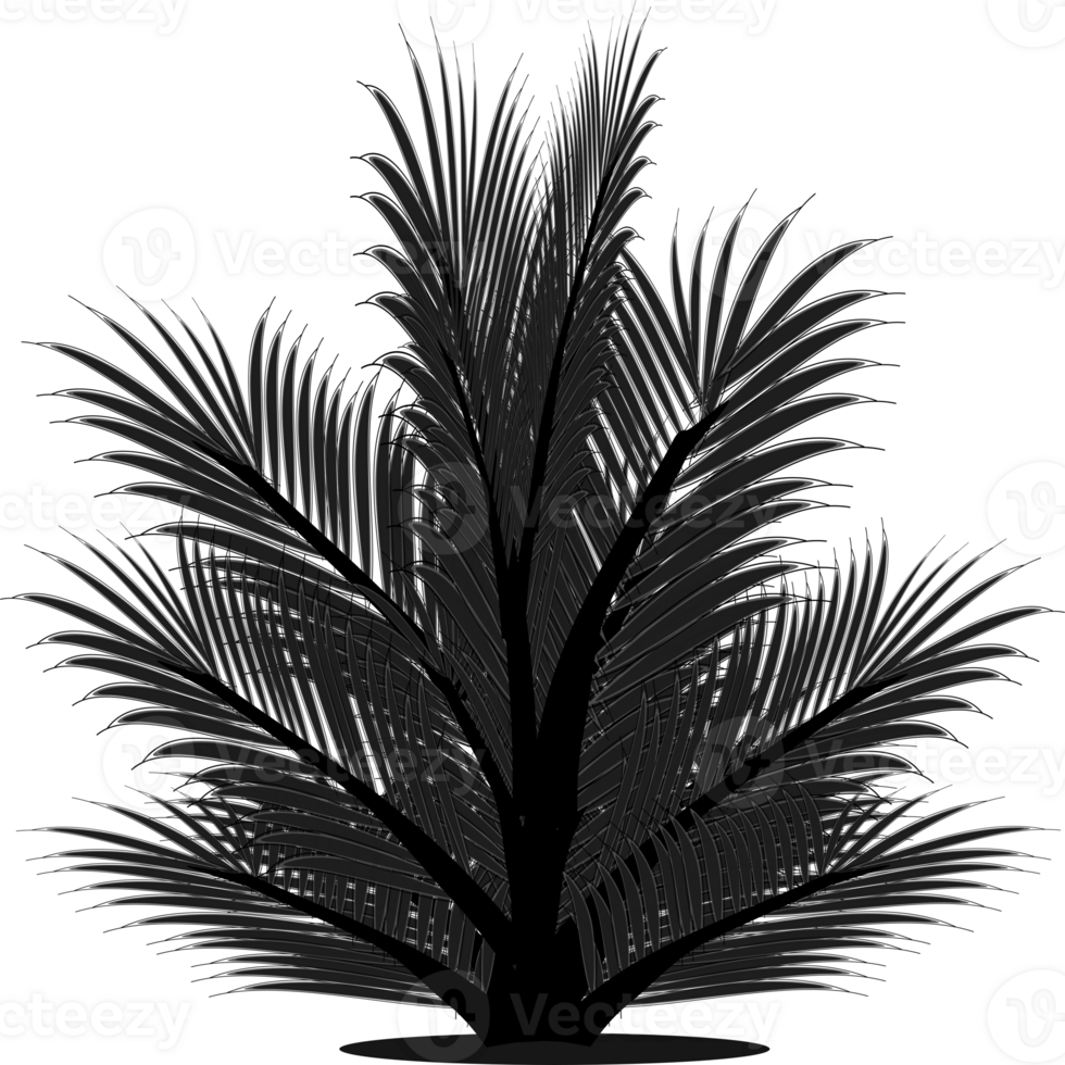 Pine tree silhouette png