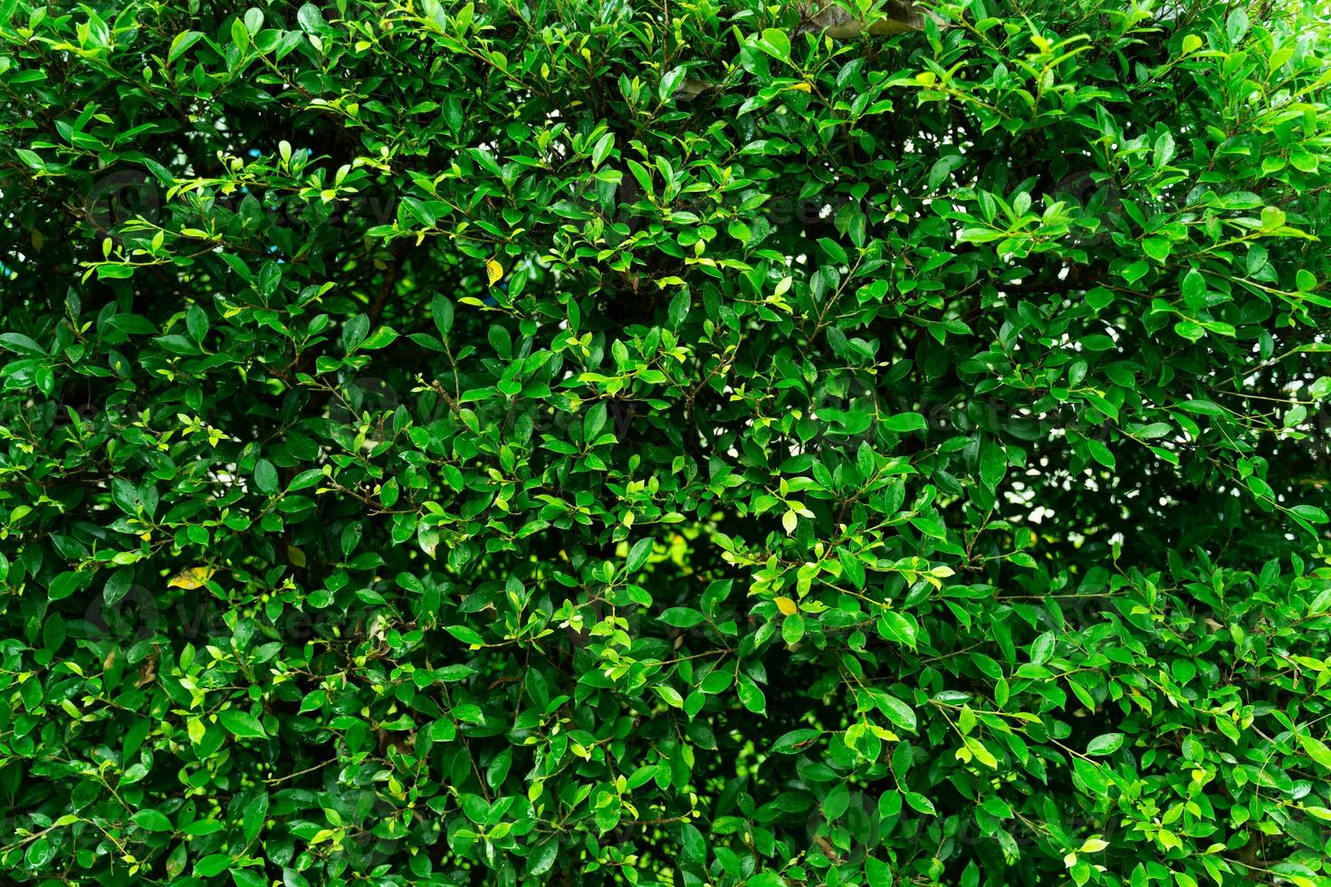 Enhance your outdoor space with a captivating exterior design featuring a pattern of artificial green leaves adorning the walls. photo
