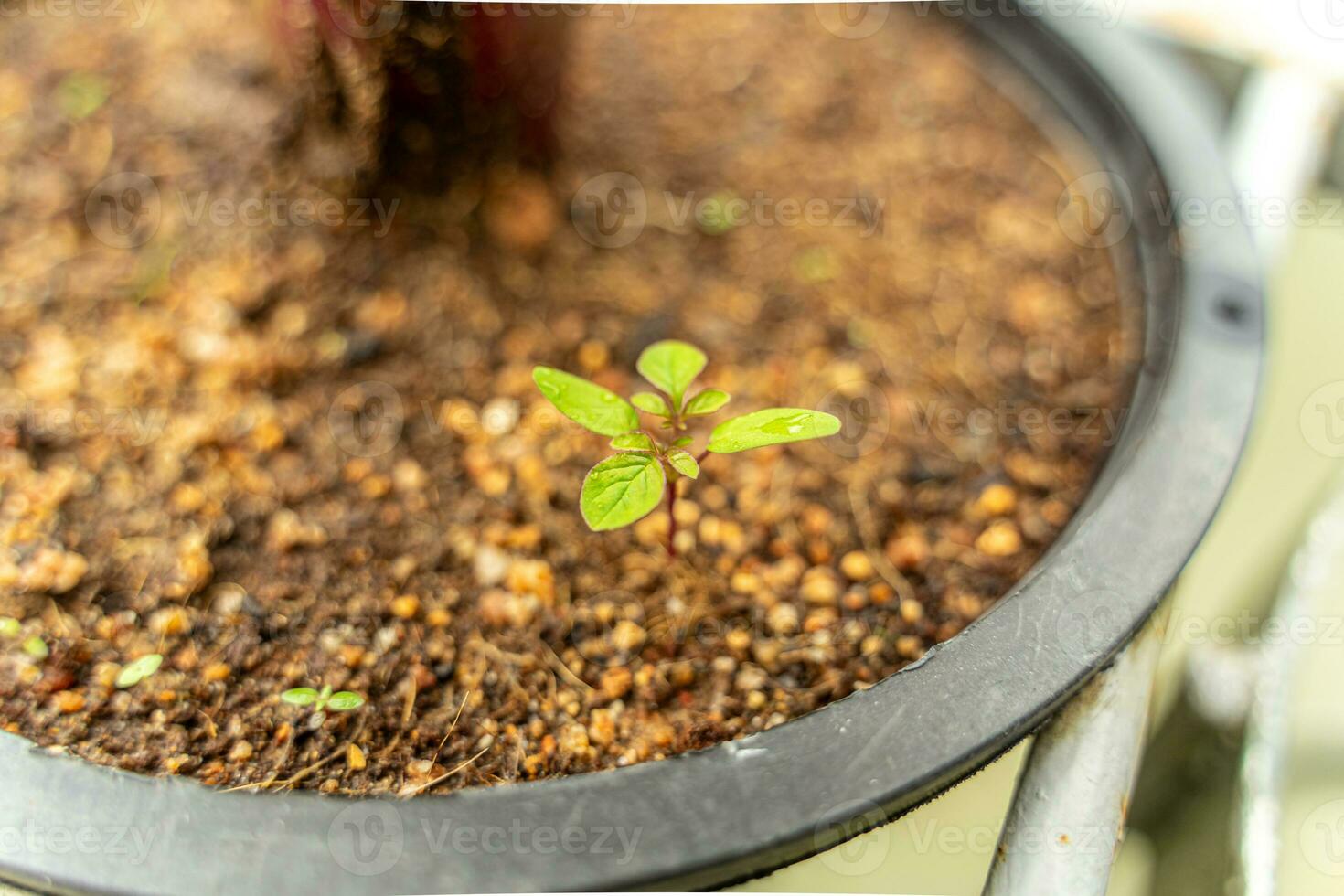 Focused closeup of a young potted seedling against a vibrant green backdrop, highlighting its delicate beginnings. photo