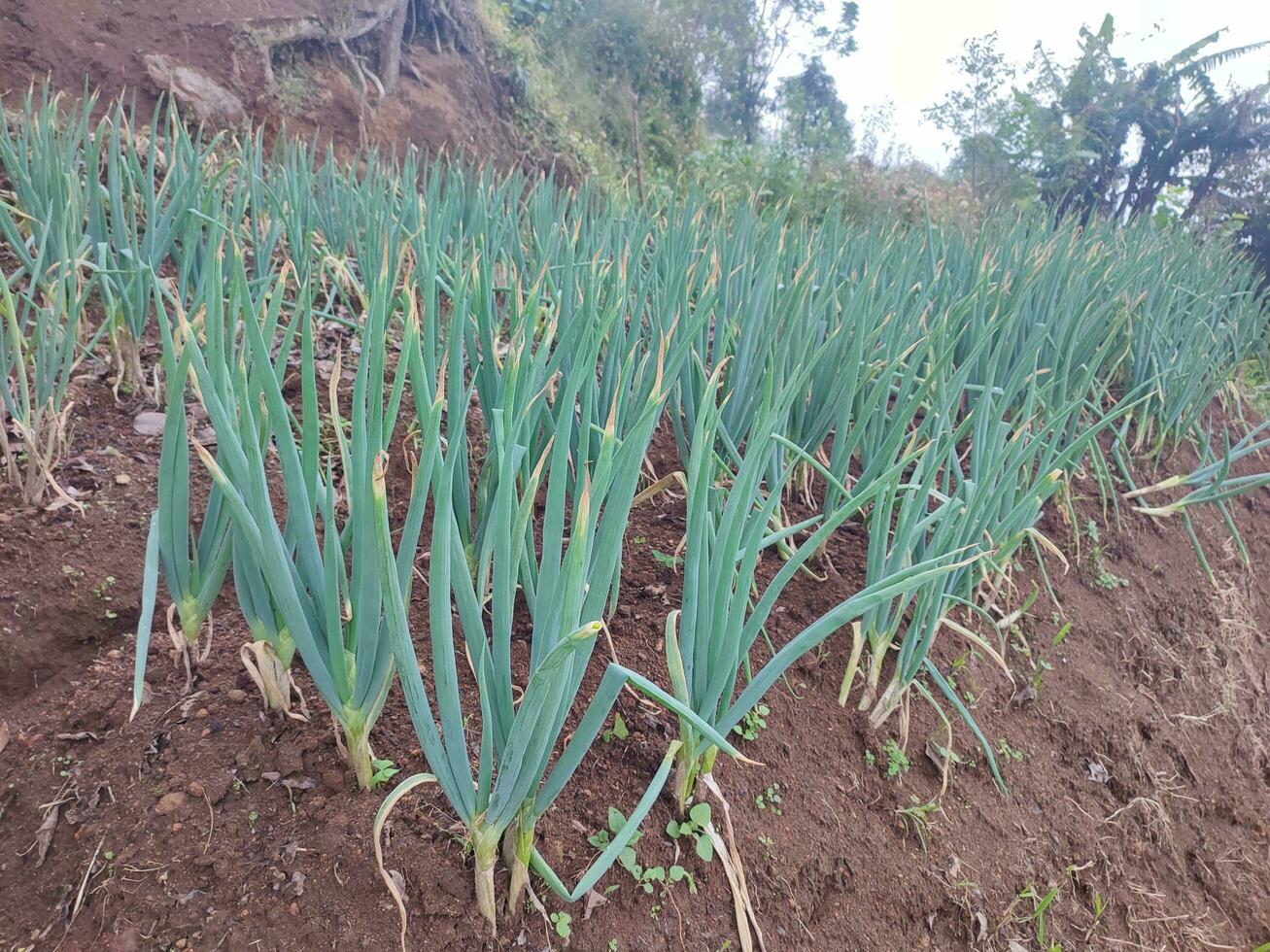 onions in the garden photo