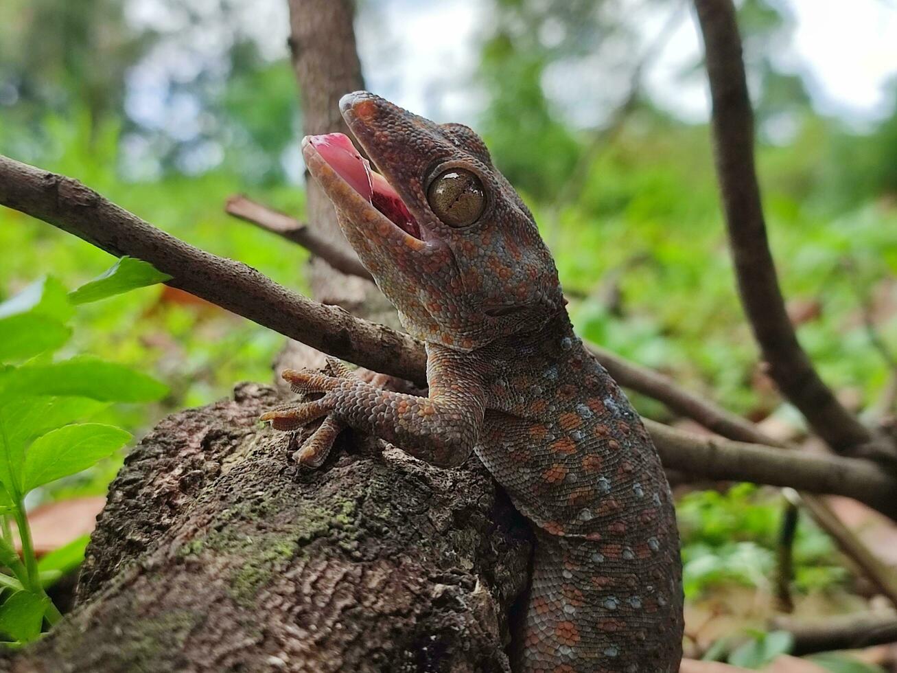 foto de geco en el salvaje