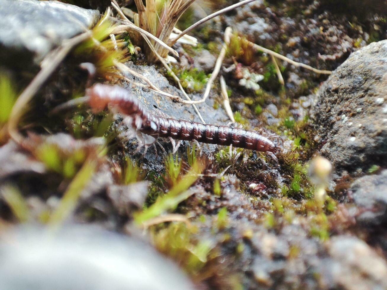 Macro photo of a crawling millipede