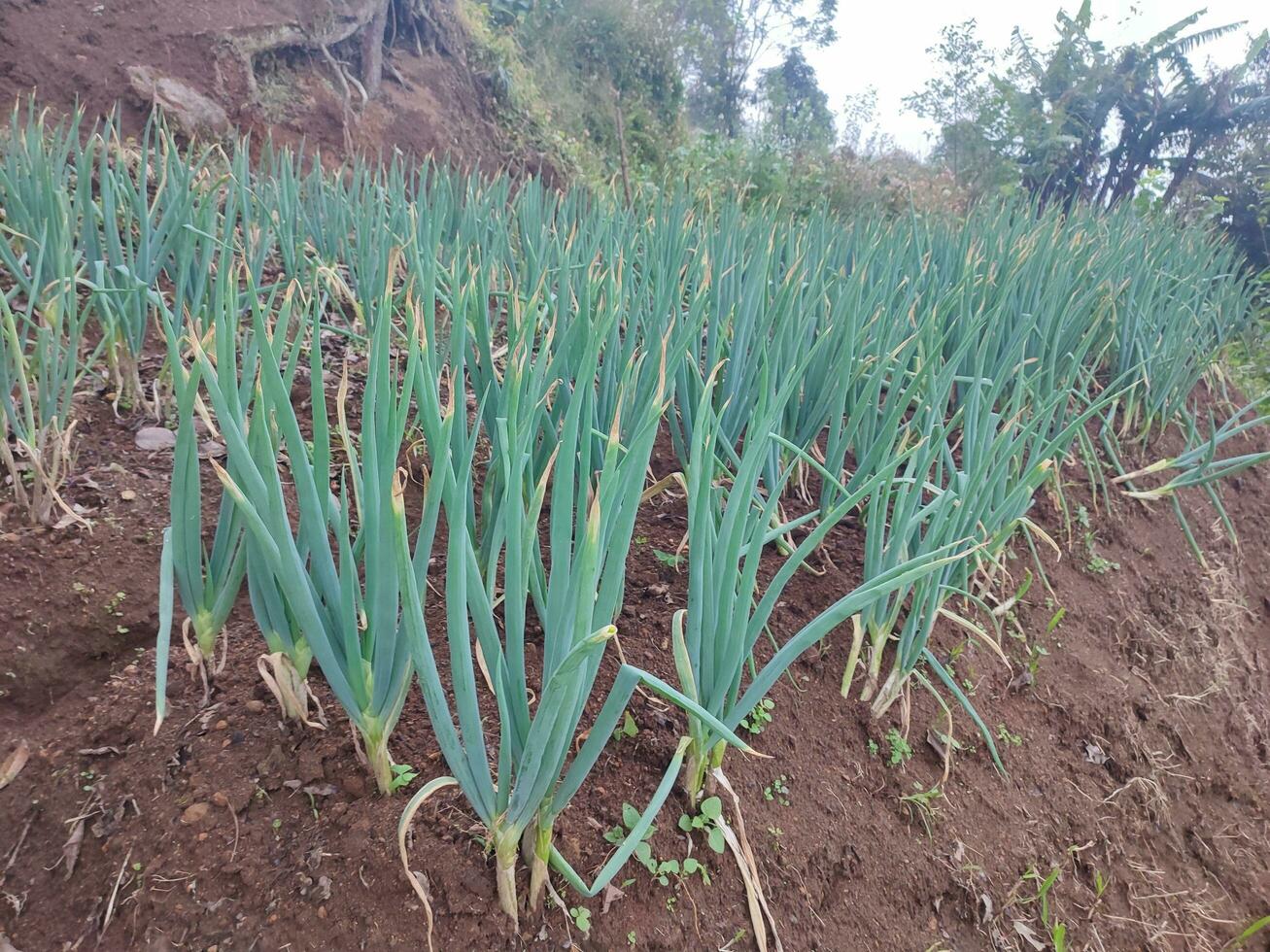 onions in the garden photo