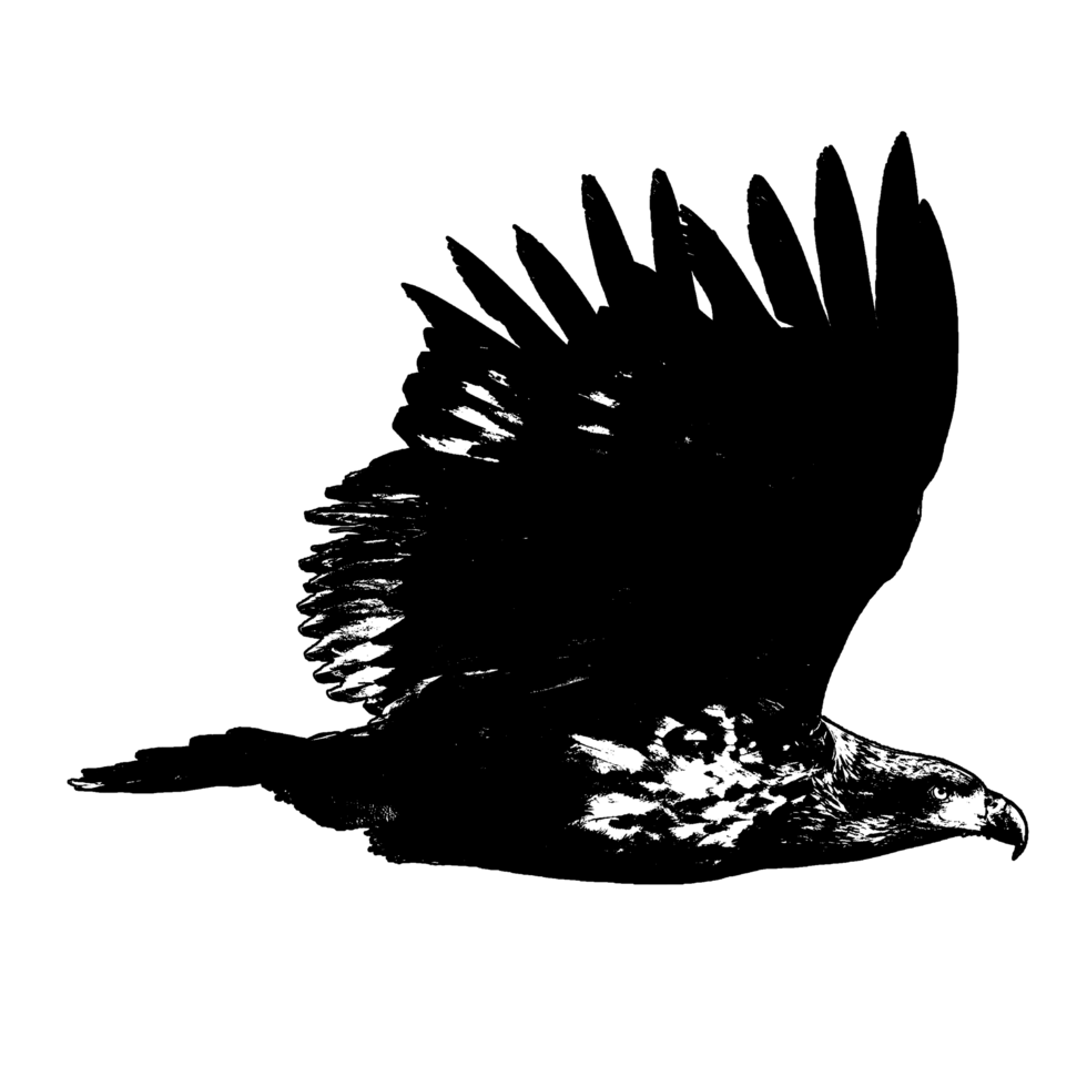 template icon eagle fly png