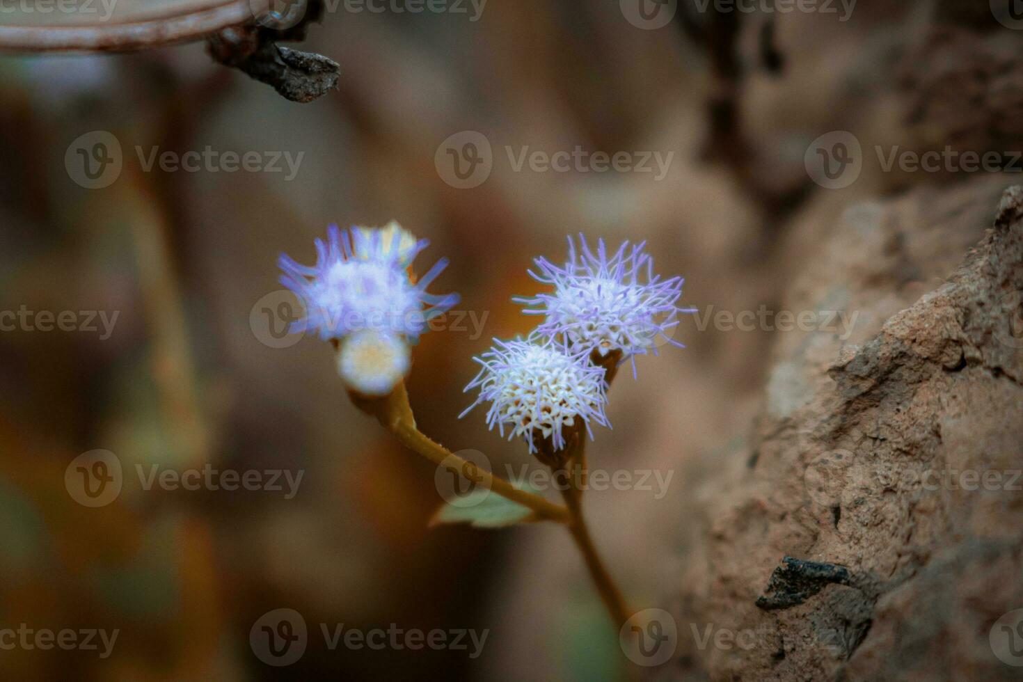 macro photography, closeup, flowers, plants photo