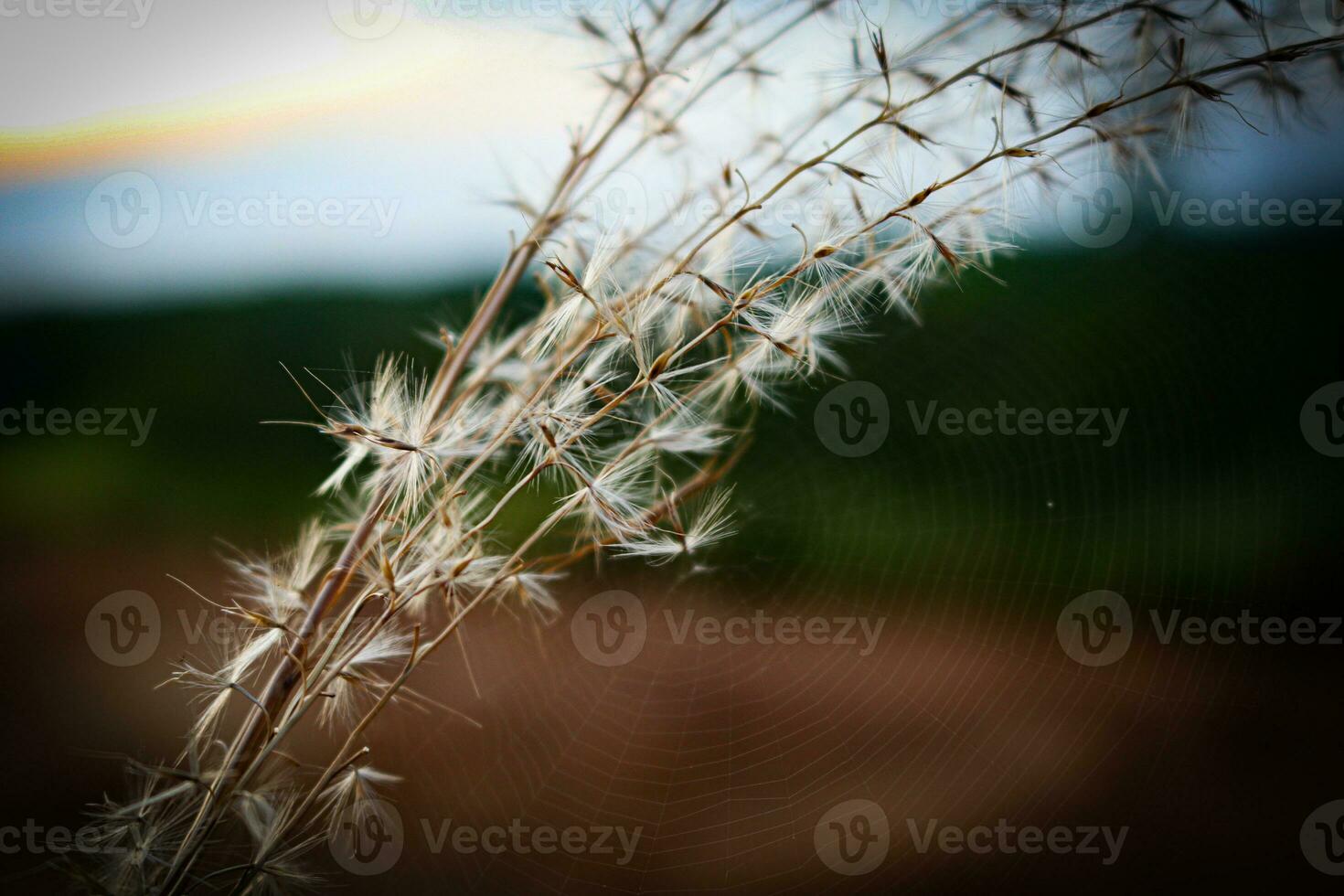 macro photography, closeup, flowers, plants photo