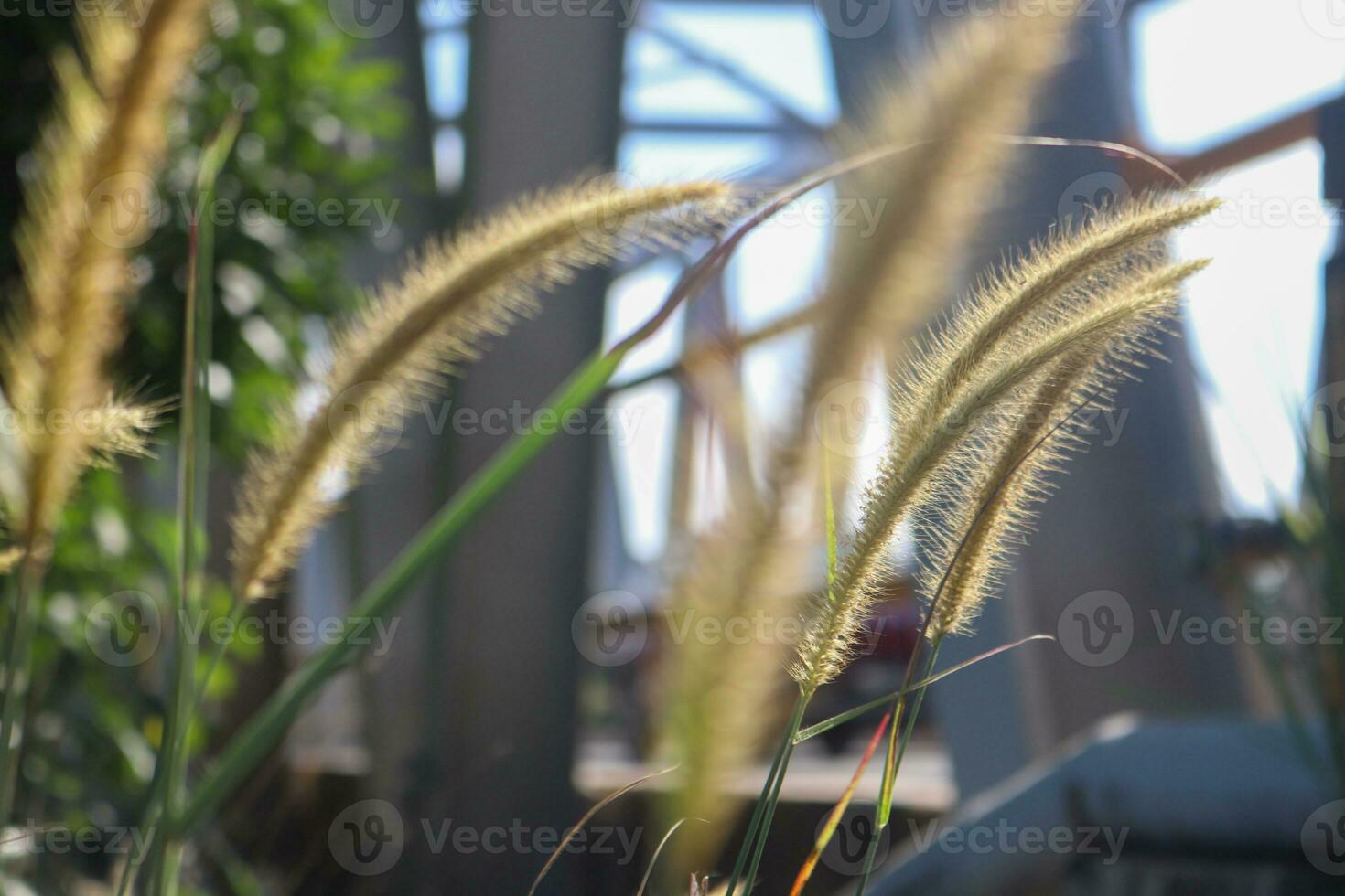 paisaje, colinas y árboles, Kalimantan foto