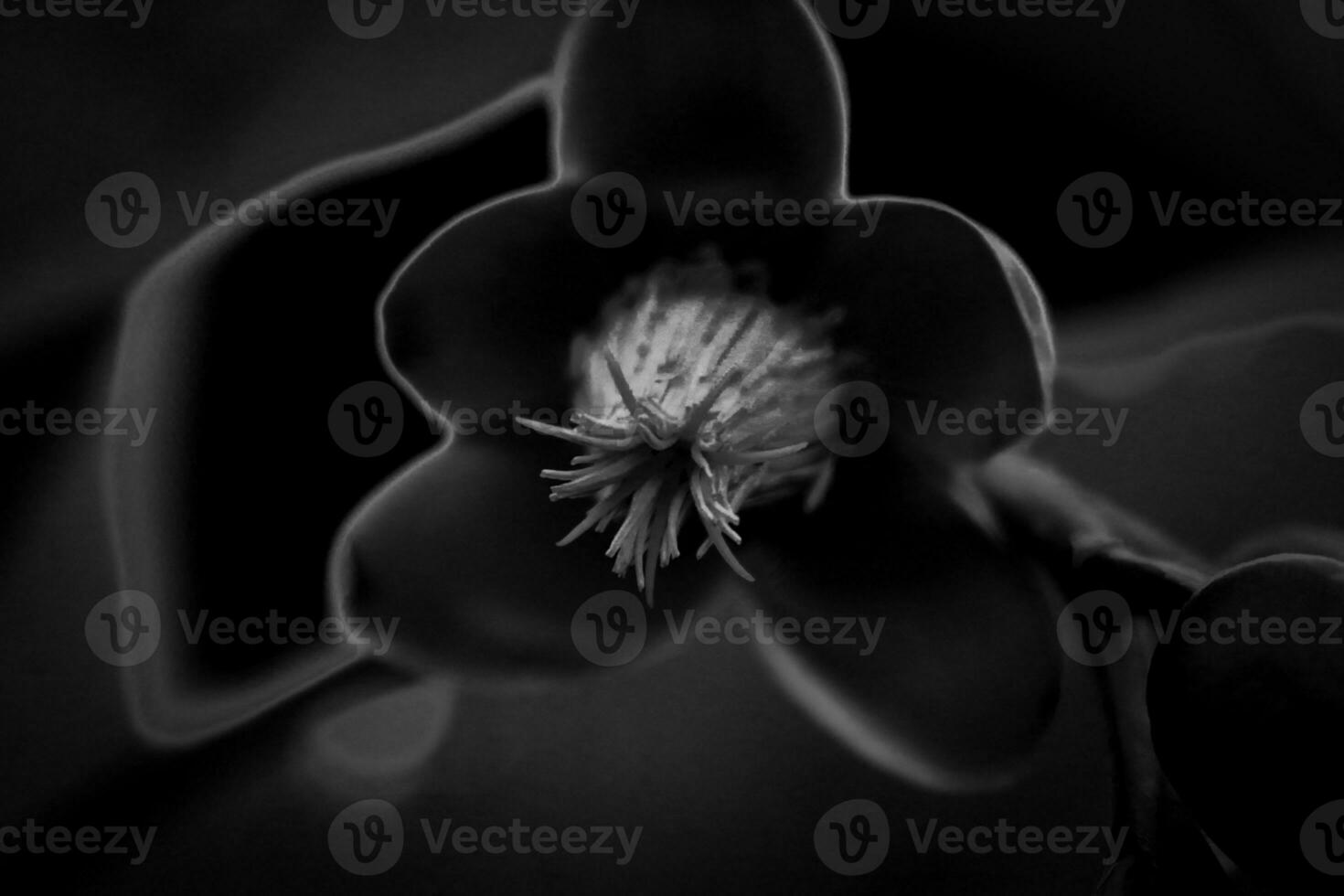 macro photography, closeup, flowers, plants photo