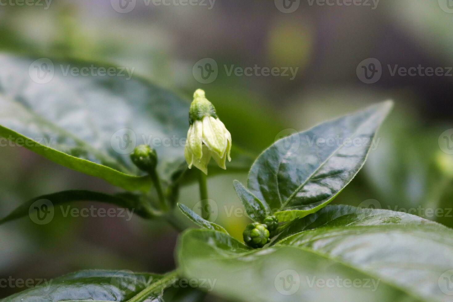 macro photography, closeup, flowers, plants photo