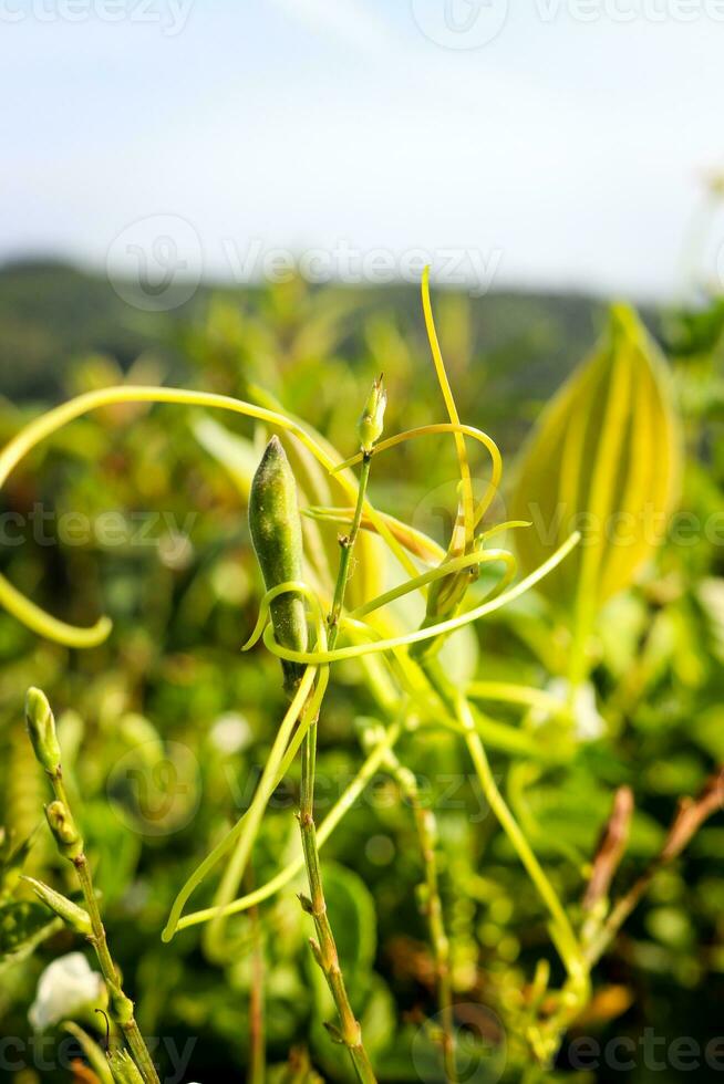 macro photography, closeup, flowers, plants photo