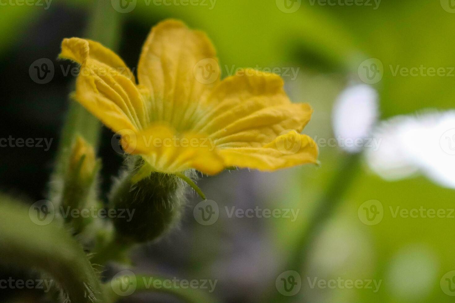 macro photography, closeup, flowers, plants photo