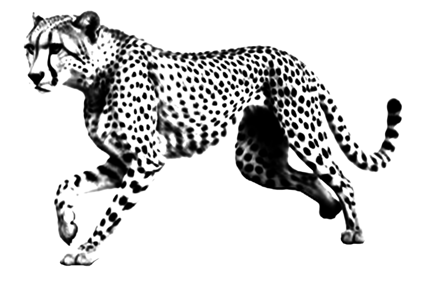 icon clipart cheetah animal wildlife png