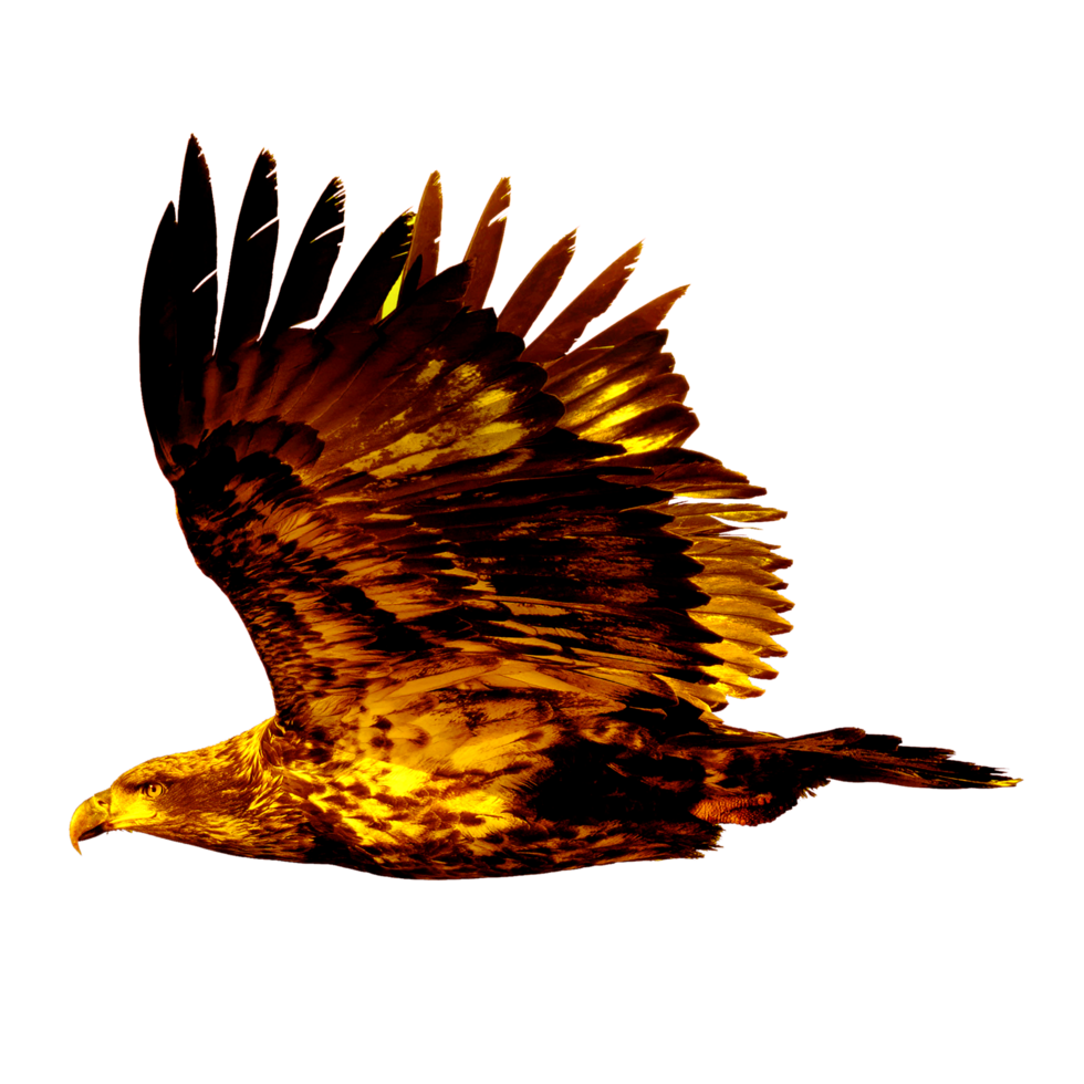 template icon eagle fly png