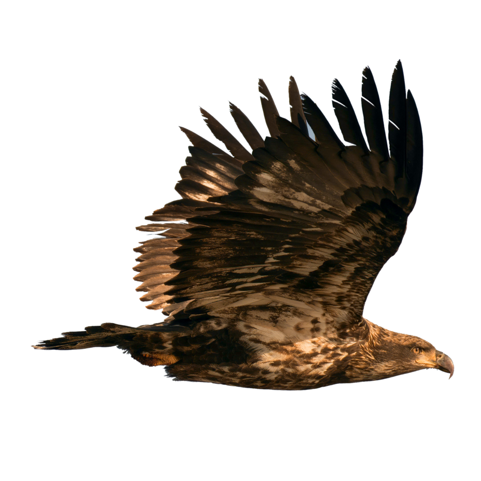 template icon eagle fly png