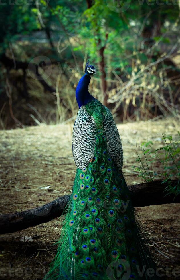 a peacock standing on a branch in the woods photo