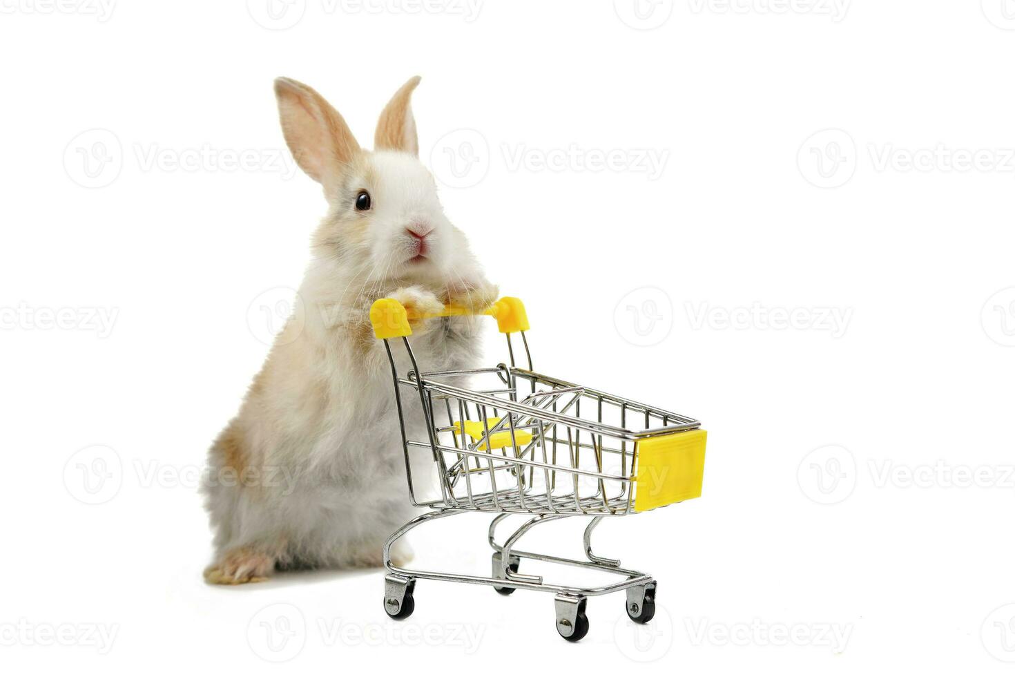 young adorable bunny pushing a shopping cart isolated on grey, fluffy rabbit playing with shopping cart photo