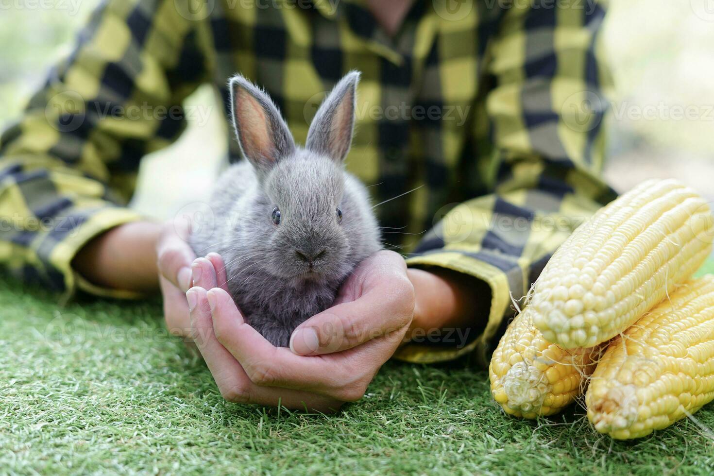 A cute baby rabbit in farmer hands and raw sweet corns beside, concept taking care,feeding of rabbits photo