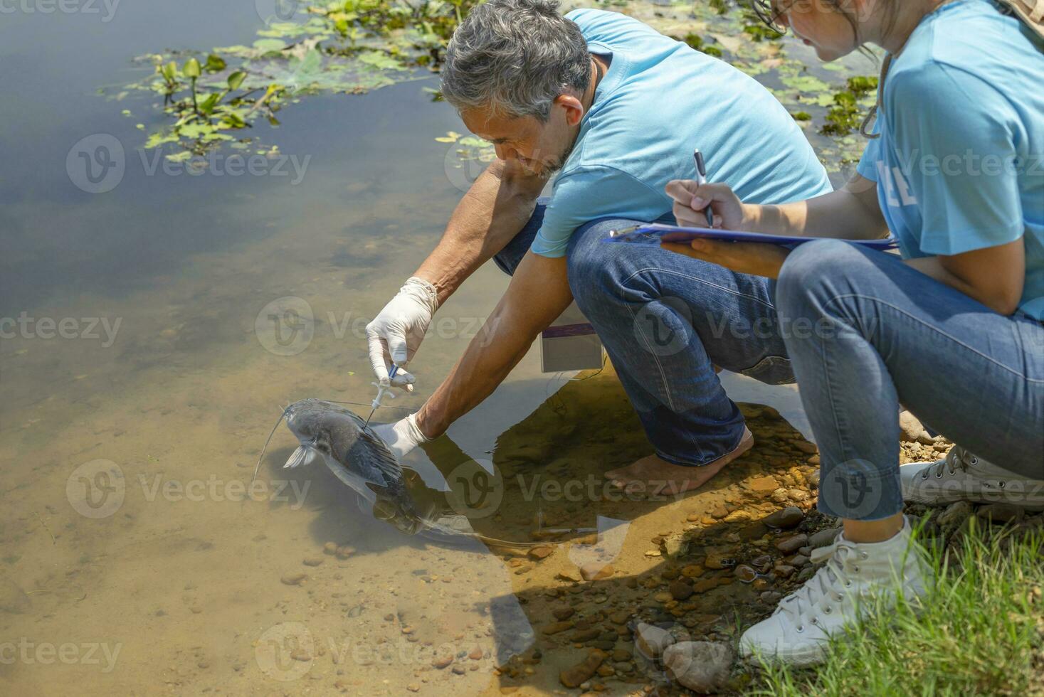 mature male biologist injecting microchips to reproduce fish in the river and a young woman helper record data, concept of volunteers conservation of rare fish species that are about to go extinct photo