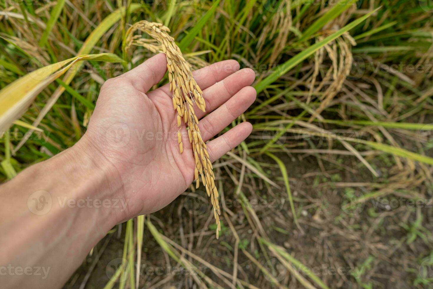 A farmer's hand holds rice grains in the field to admire the produce grown in the rice field that Thai people like to grow as the main crop of farmers. photo