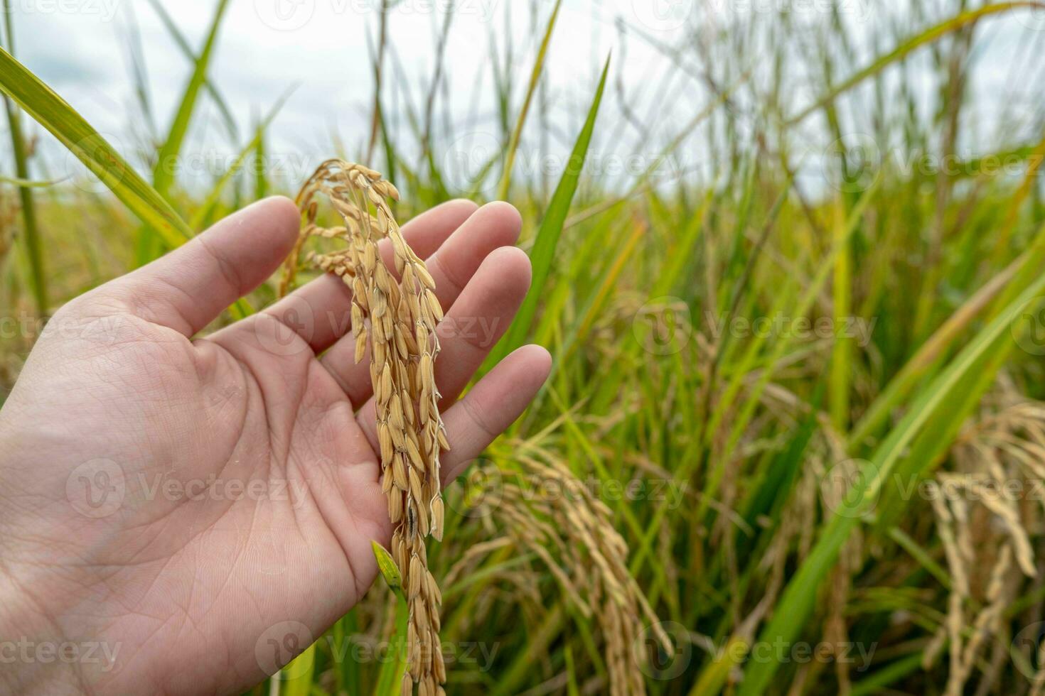 A farmer's hand holds rice grains in the field to admire the produce grown in the rice field that Thai people like to grow as the main crop of farmers. photo