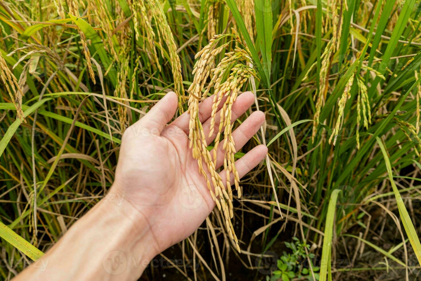 A farmer's hand holds rice grains in the field to admire the produce grown in the rice field that Thai people like to grow as the main crop of farmers. photo