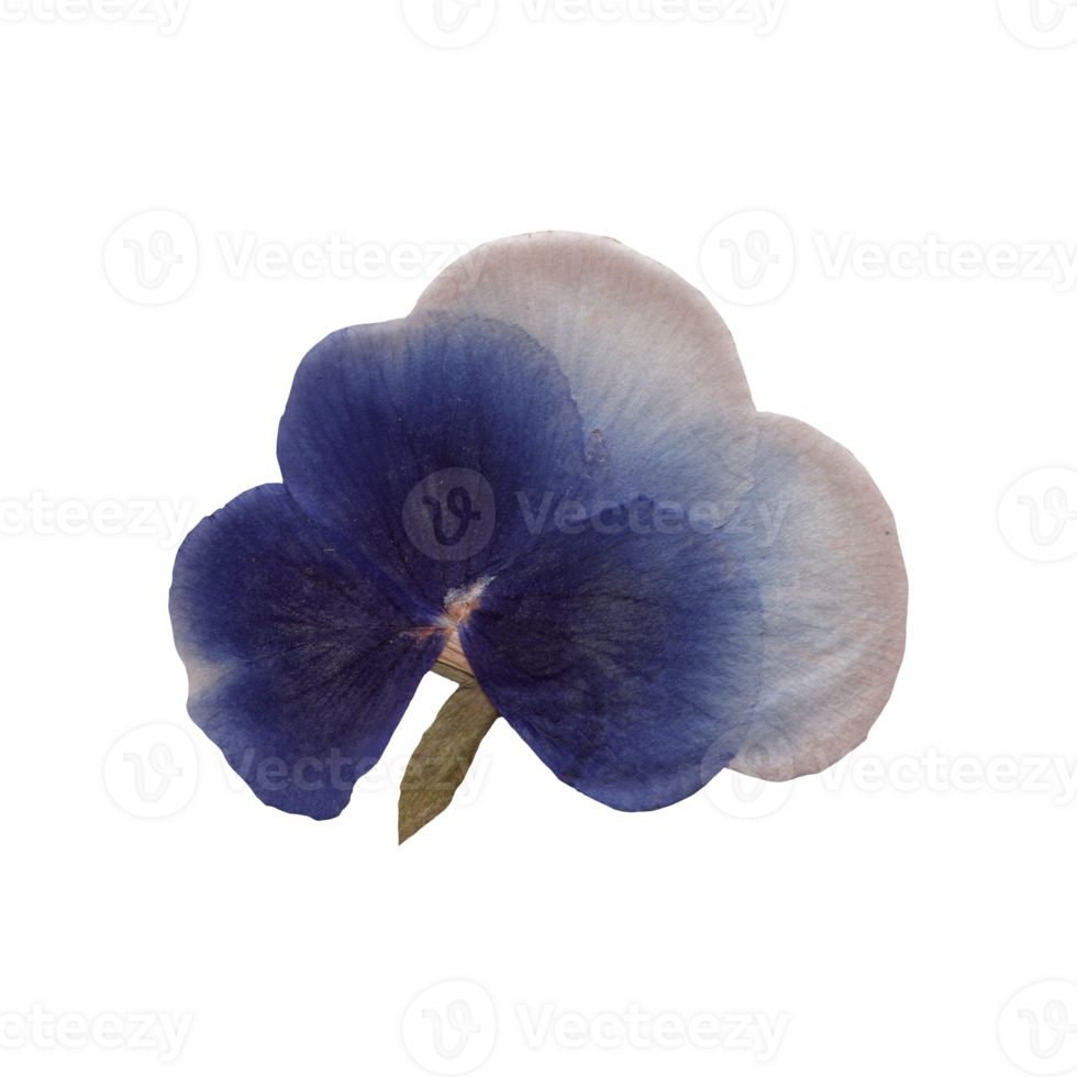 Isolated Pressed and dried Blue Pansy flower. Viola tricolor, viola arvensis, heartsease, violet. Aesthetic scrapbooking Dry plants png