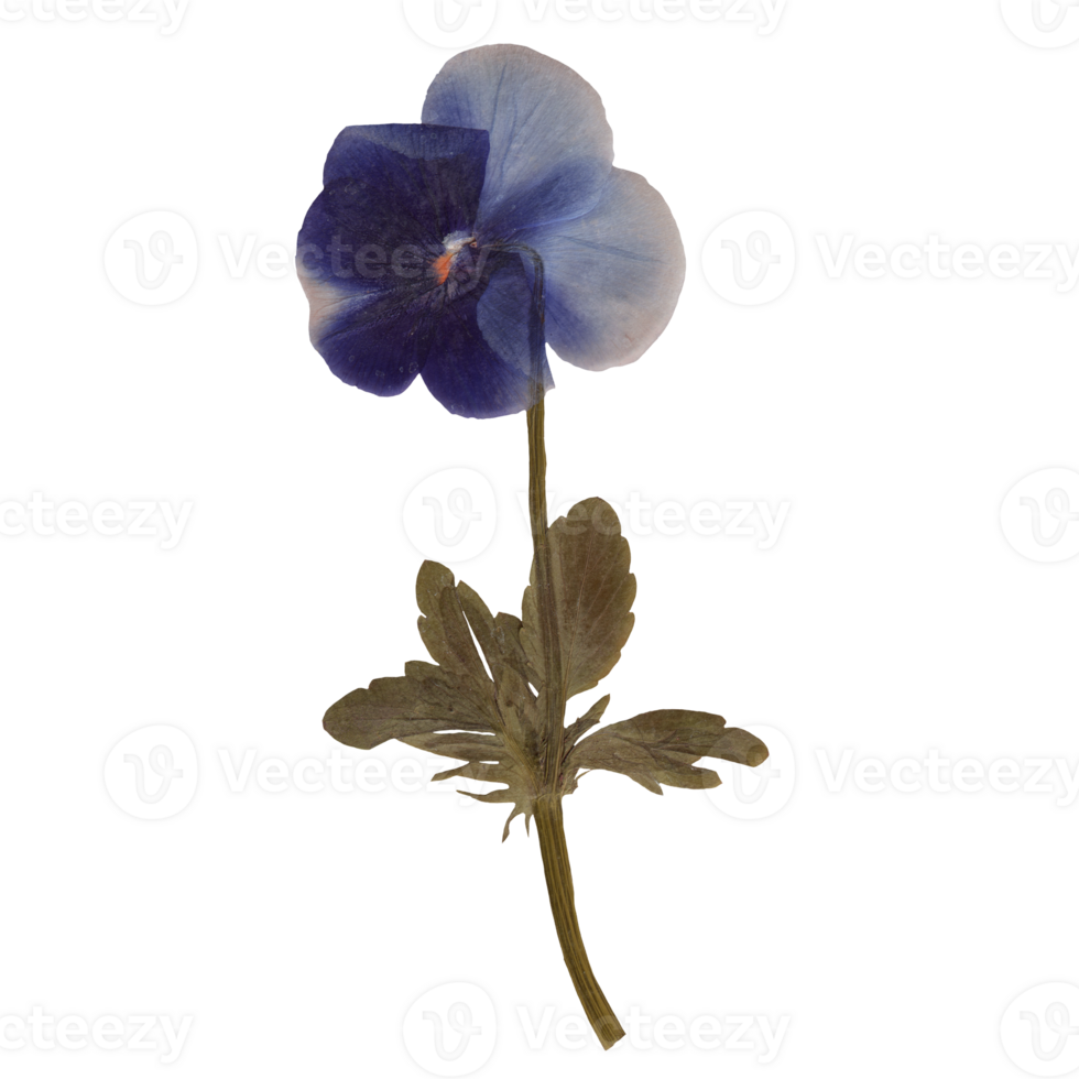 Isolated Pressed and dried Blue Pansy flower with leaves. Viola tricolor, viola arvensis, heartsease, violet. Aesthetic scrapbooking Dry plants png