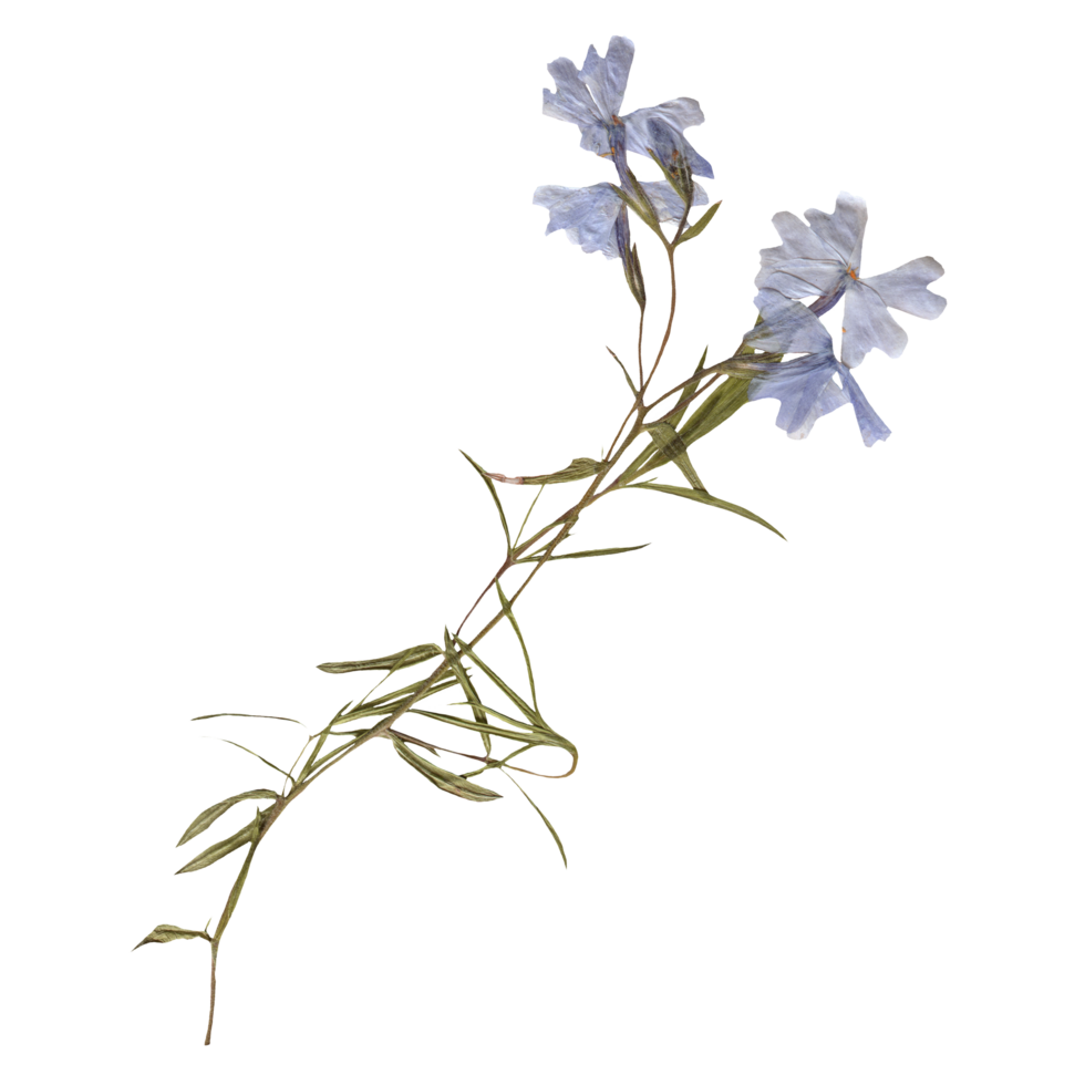 Isolated Pressed and dried Blue Wild flower with leaves. Aesthetic decorative gardening, wedding, herbarium or scrapbooking design elements png