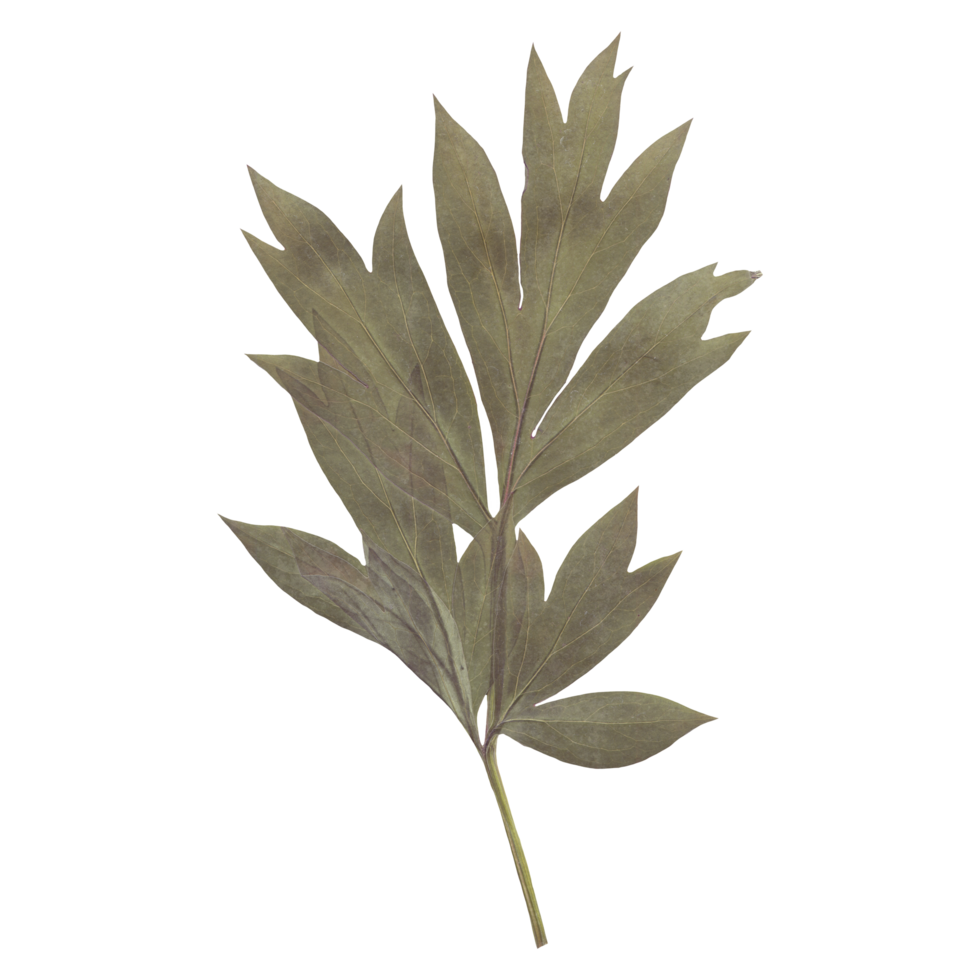 Isolated Pressed and dried Leaf. Aesthetic decorative gardening, wedding, herbarium or scrapbooking design elements png