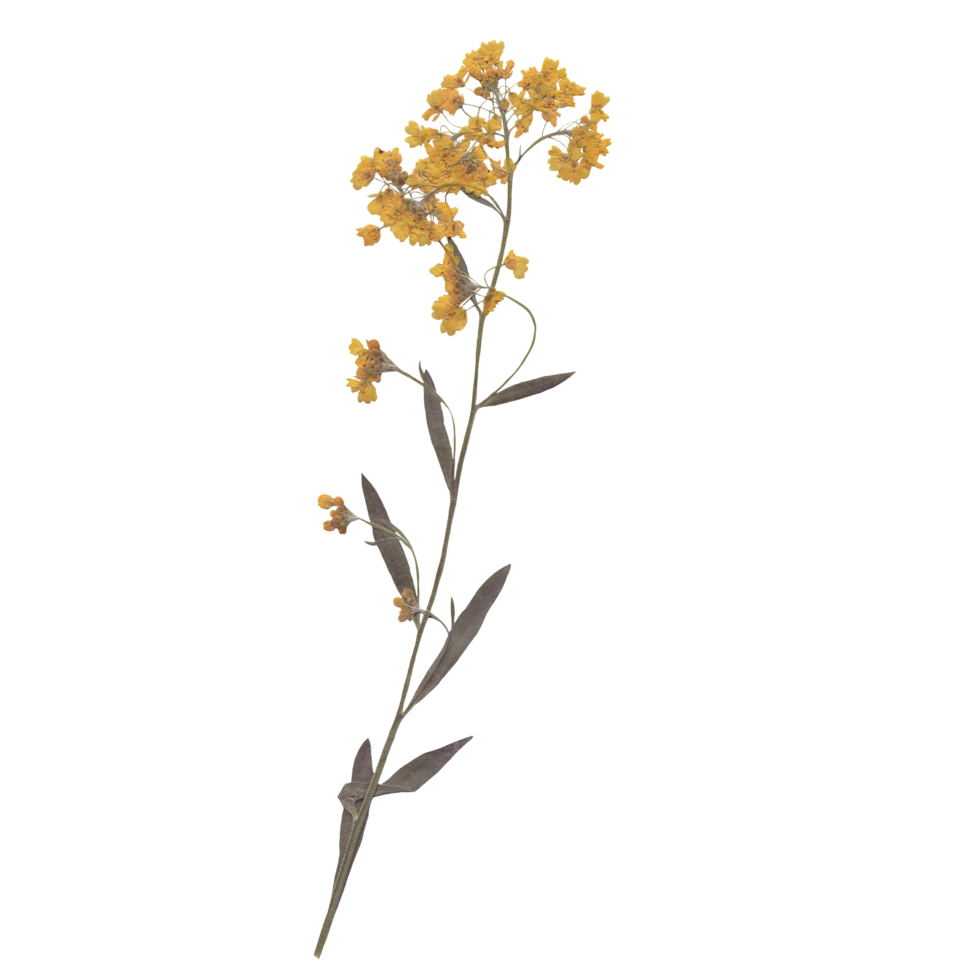 Isolated Pressed and dried Yellow Wild flower with leaves. Aesthetic decorative gardening, wedding, herbarium or scrapbooking design elements png