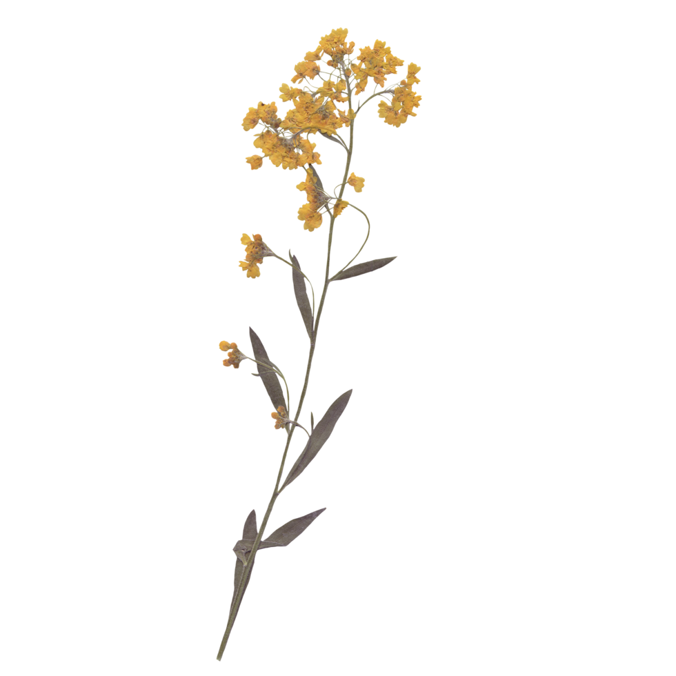 Isolated Pressed and dried Yellow Wild flower with leaves. Aesthetic decorative gardening, wedding, herbarium or scrapbooking design elements png