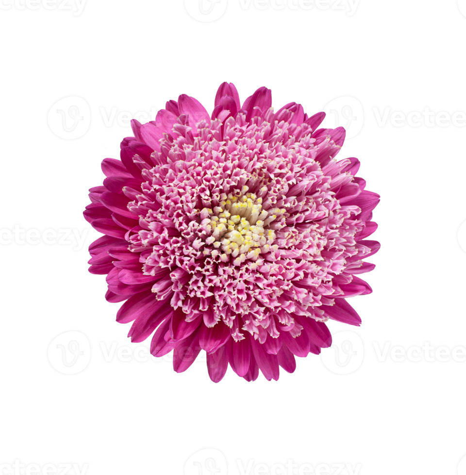 Light pink chrysanthemum, aster with yellow stamens on isolated background. Close-up. big fluffy flower. Design element png