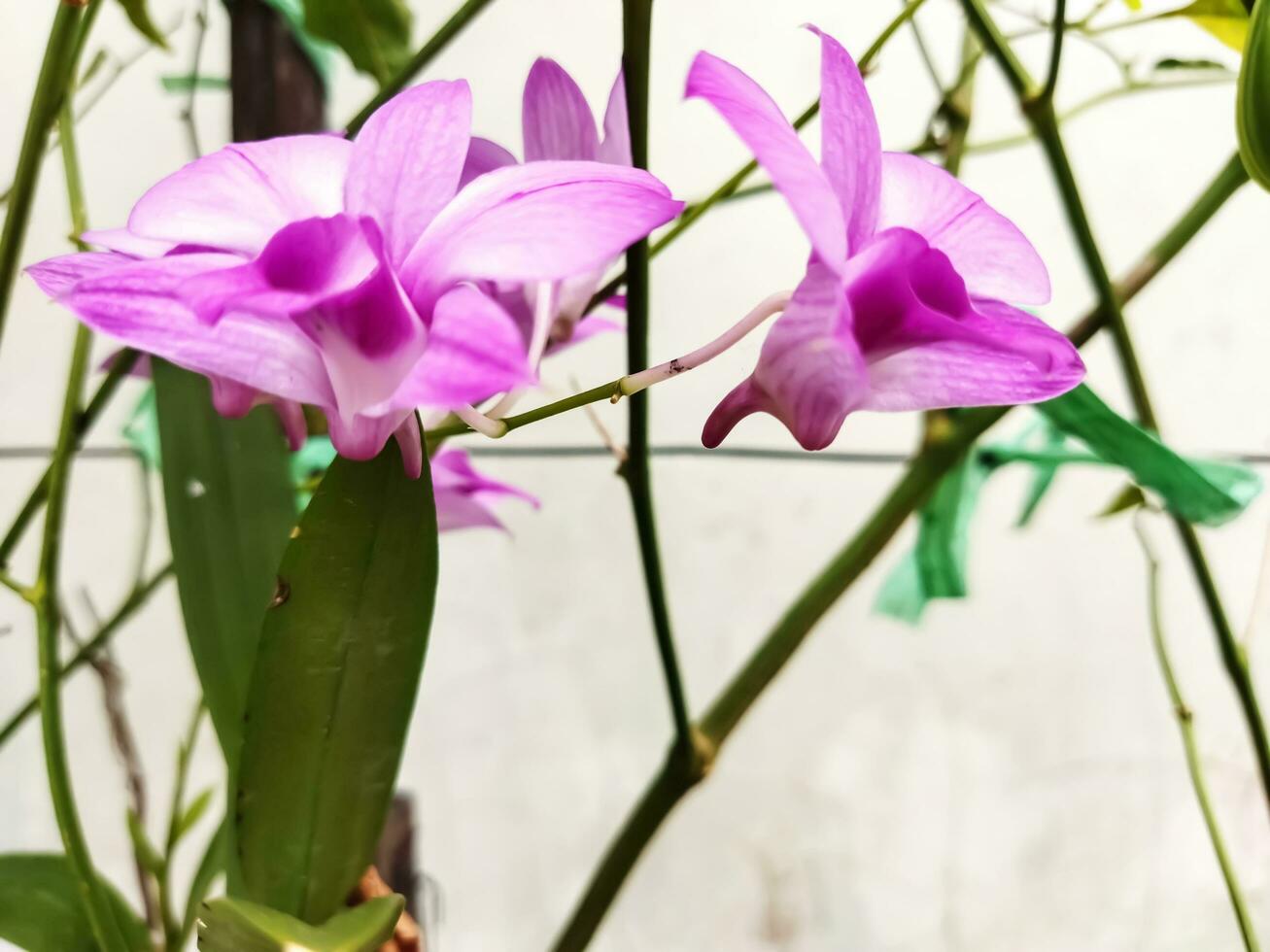 Close up on beautiful pink orchids Doritaenopsis, the flowers are purple with white details and has some dark coloured parts. The middle is yellow. Copy space. Romantic. photo