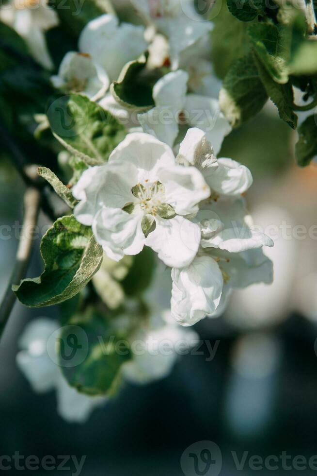 Blooming Apple tree branches with white flowers close-up. photo