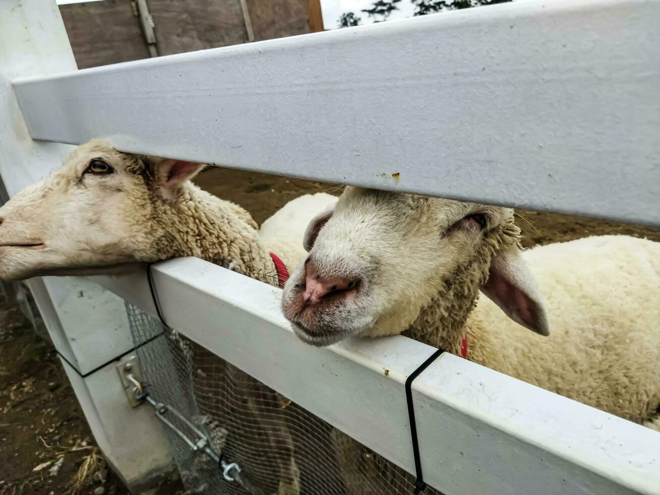 Two white goats behind the fence. Goat on the farm. White goats standing in wooden shelter. Benefits of Goat Milk photo