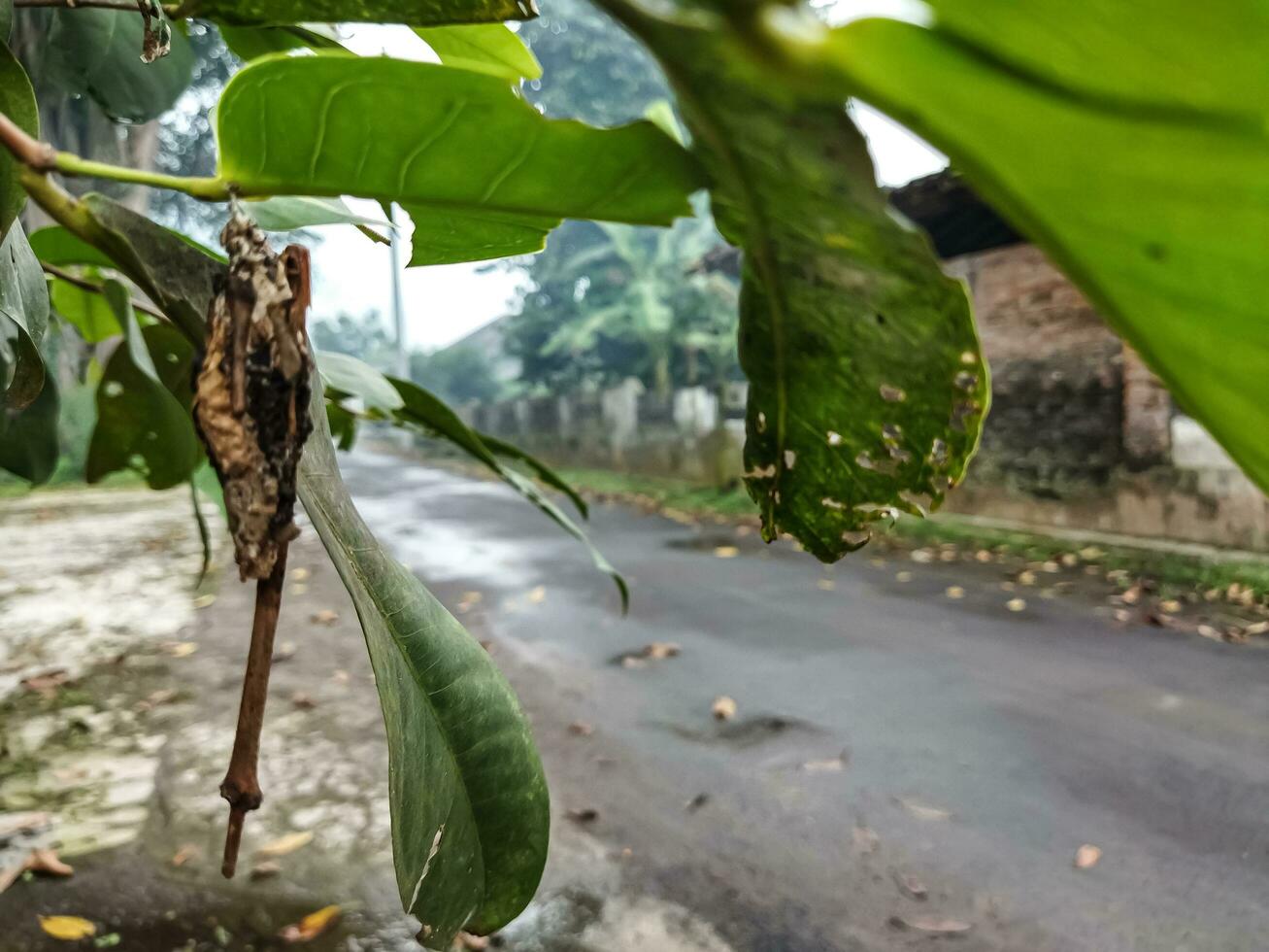 The atmosphere after the rain in the village in the afternoon. Wet road. Walk in nature after rain. photo