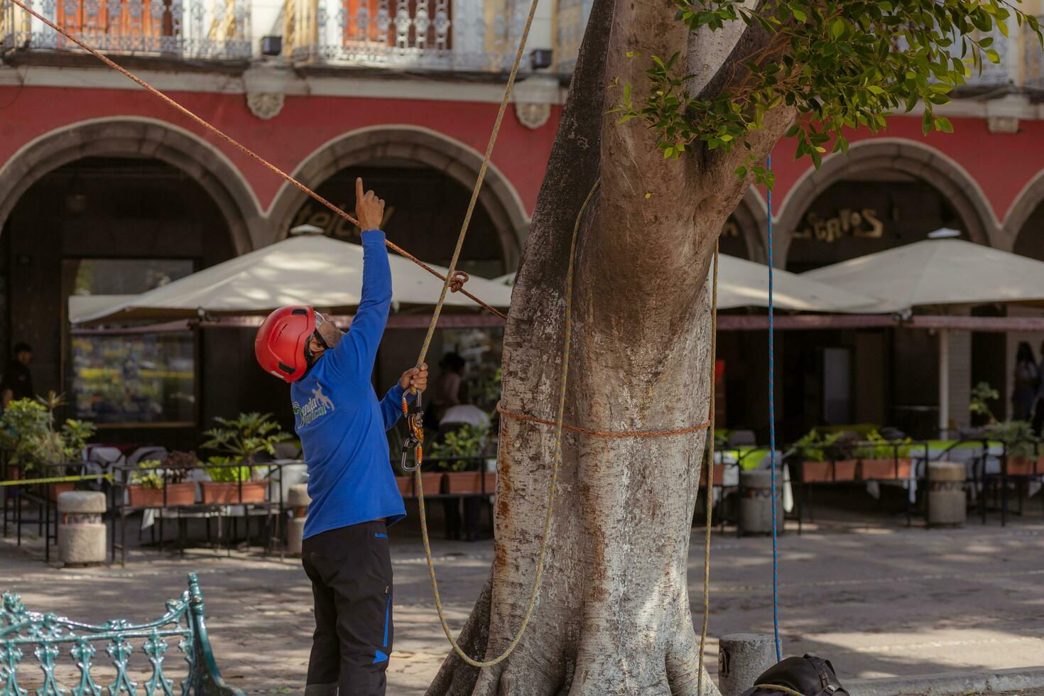 Puebla, Mexico 2023 - Tree trimmer uses specialized climbing and cutting equipment to trim trees photo