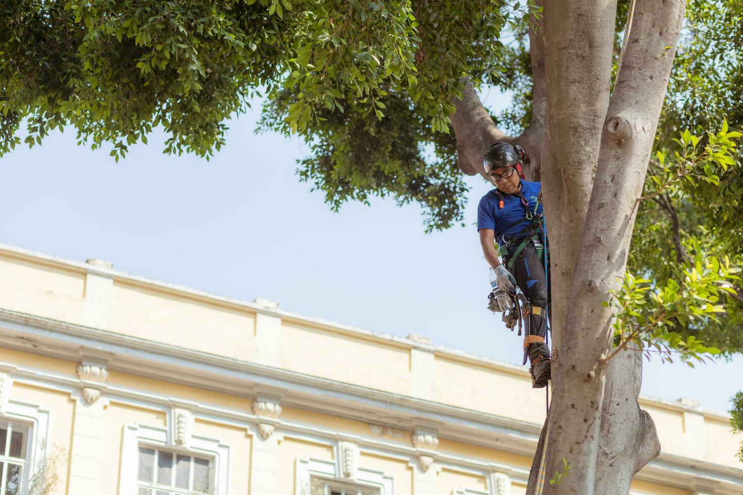 Puebla, Mexico 2023 - Tree trimmer uses specialized climbing and cutting equipment to trim trees photo