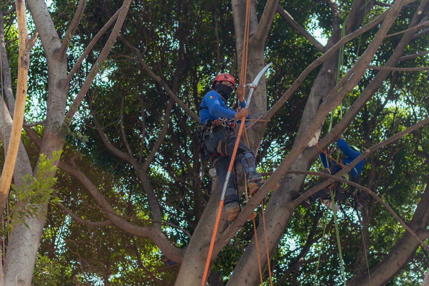 Puebla, Mexico 2023 - Tree trimmer uses specialized climbing and cutting equipment to trim trees photo