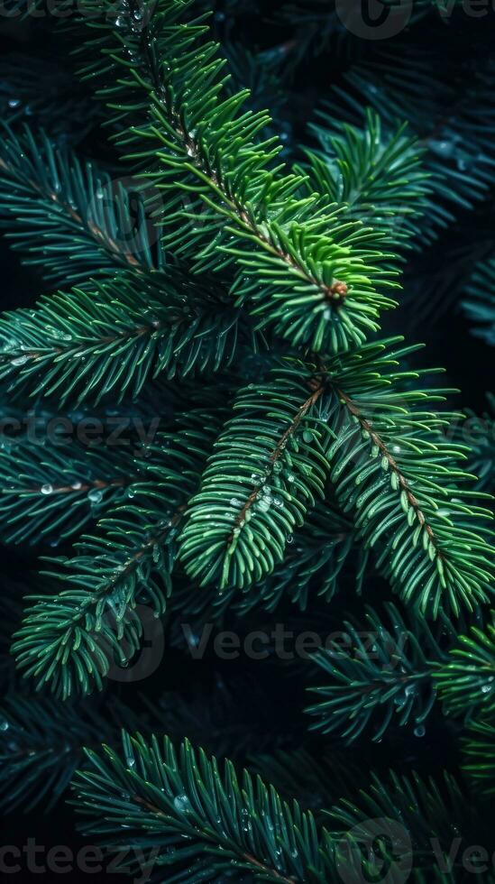 Seasonal Spruce Foliage - Generative AI photo