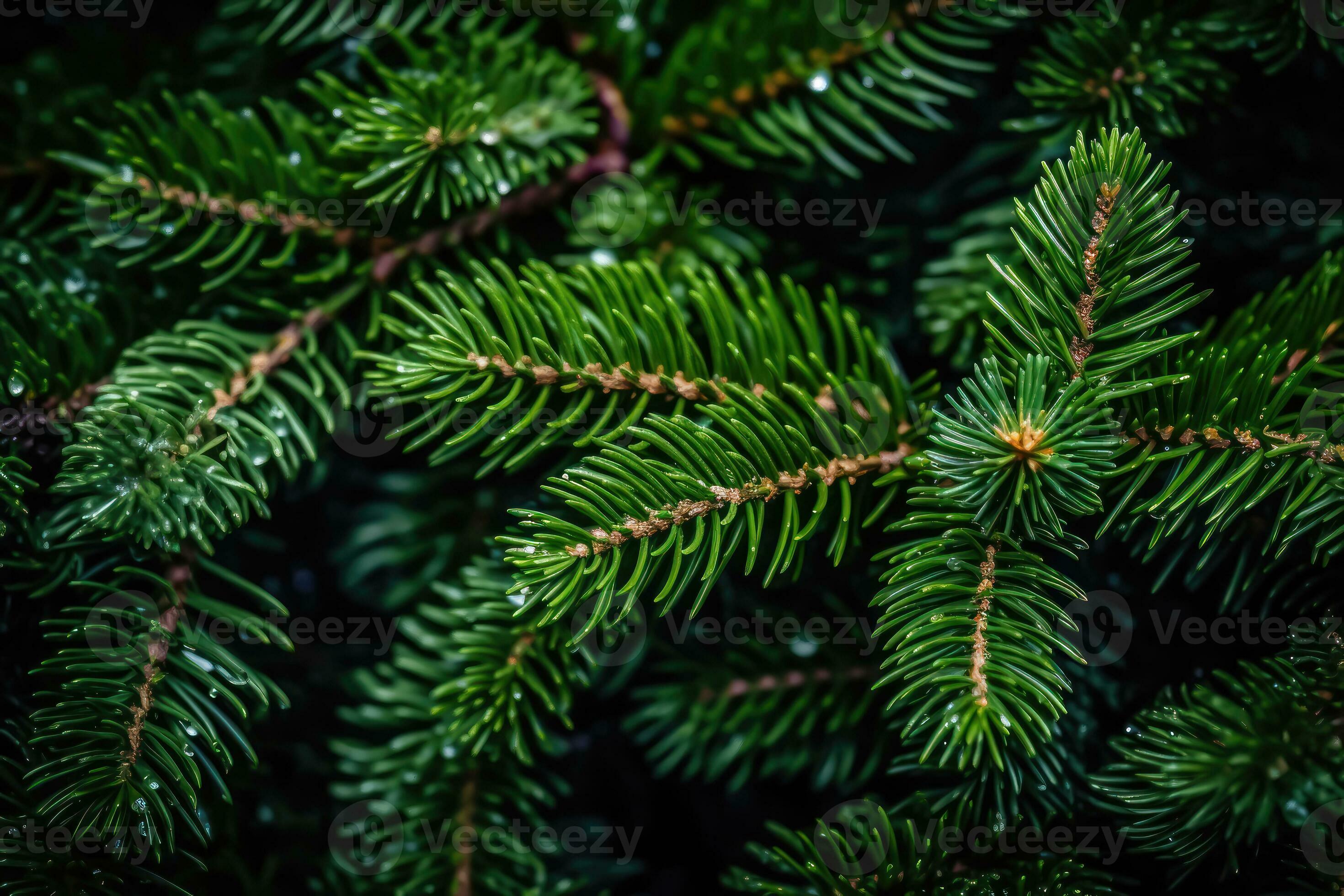 Decorated Evergreen Branches - Generative AI 31403764 Stock Photo