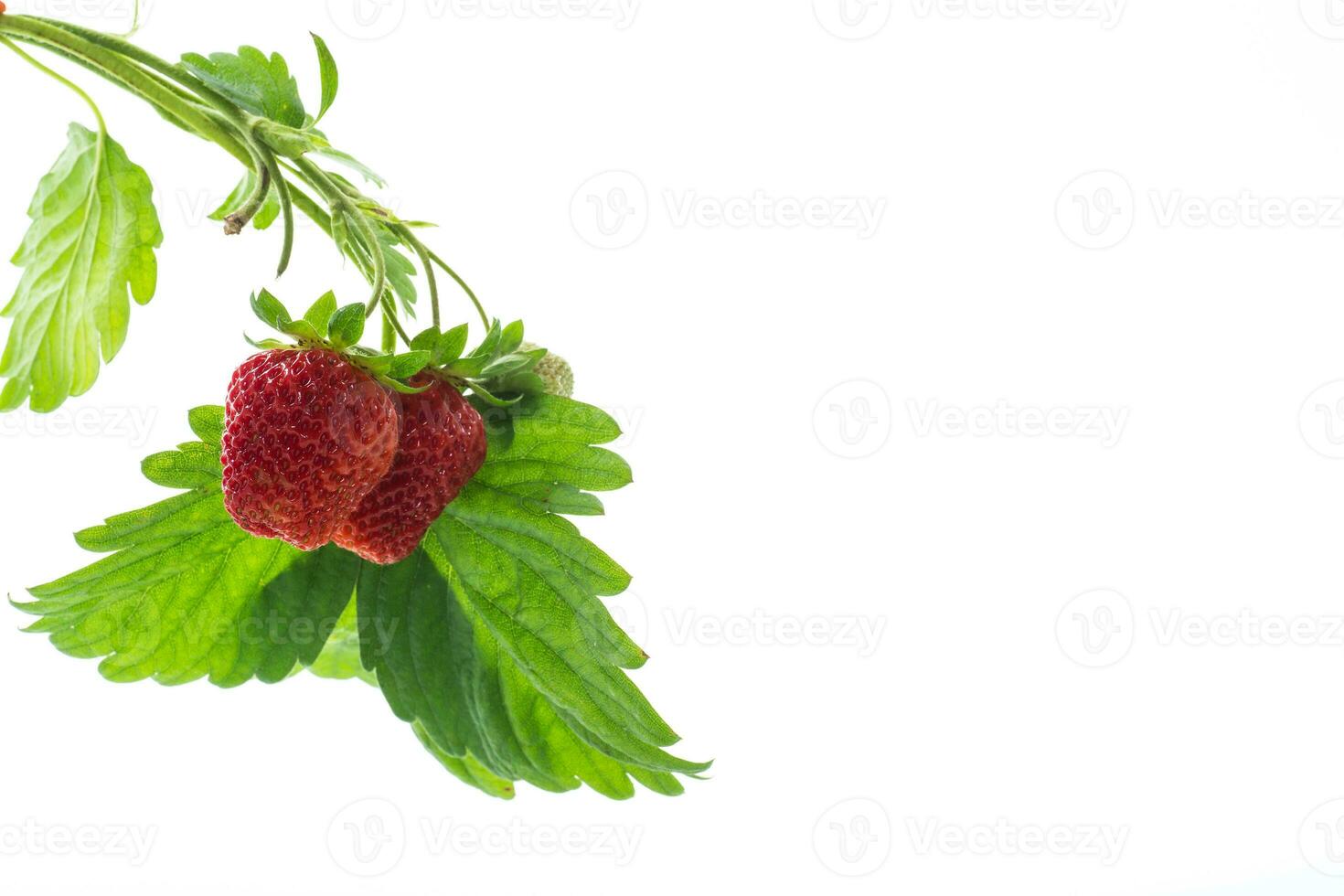 Ripe juicy red strawberry on white background photo