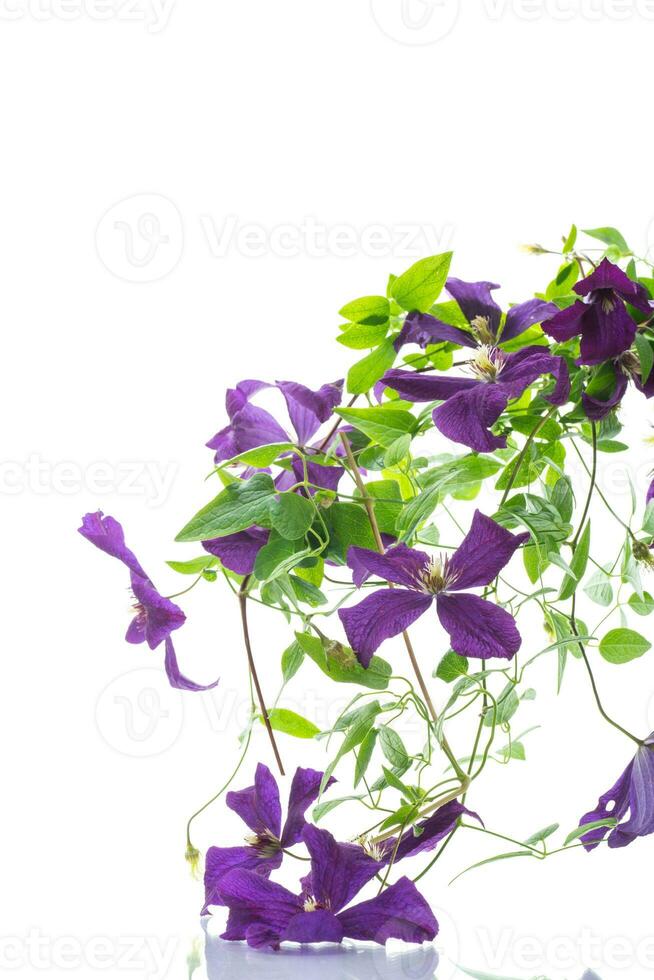 beautiful blooming clematis on a white background photo