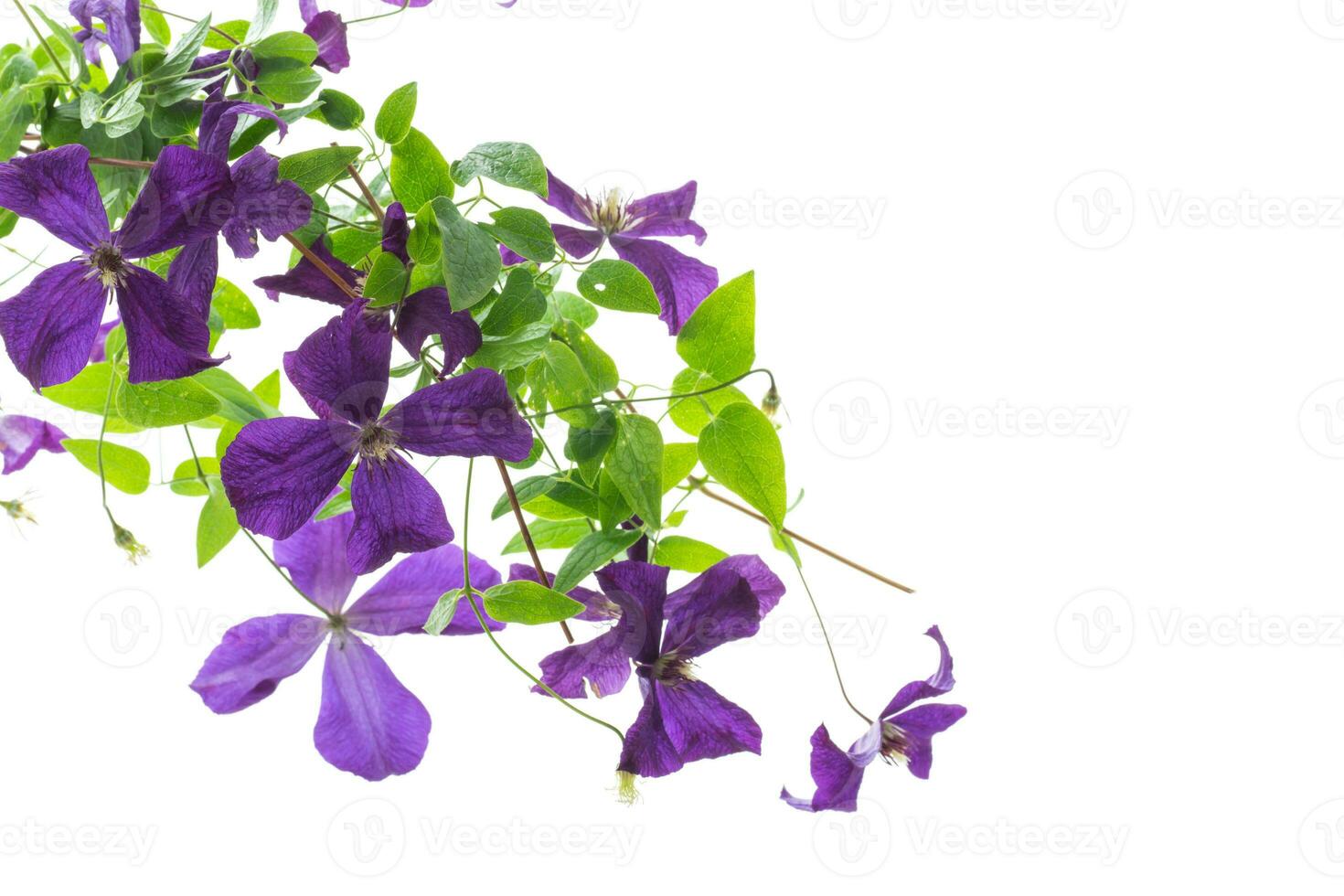 beautiful blooming clematis on a white background photo