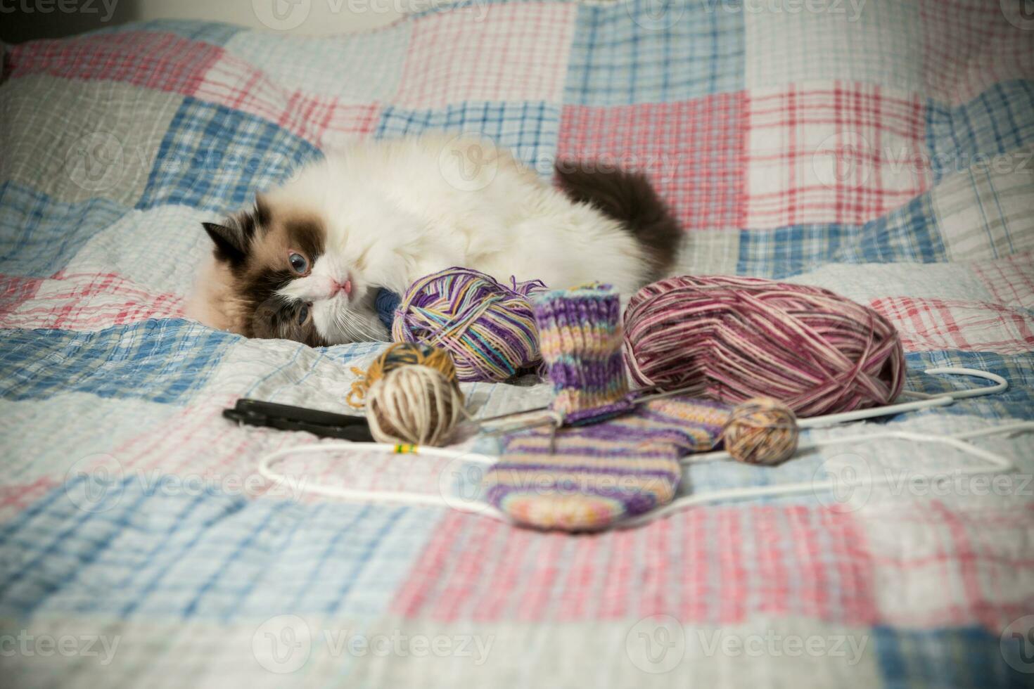 Colored threads, knitting needles and other items for hand knitting and a cute domestic cat Ragdoll photo