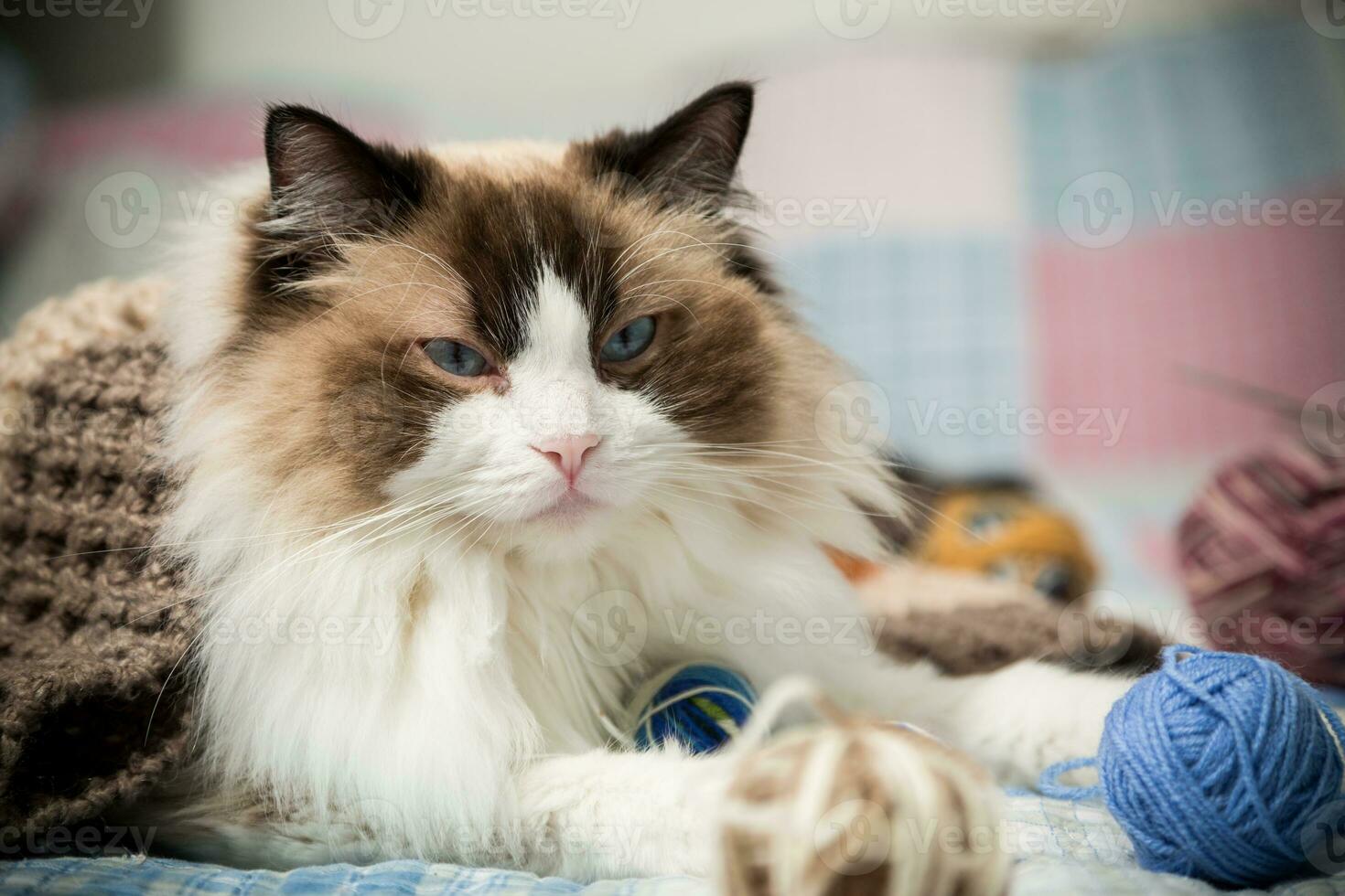 Colored threads, knitting needles and other items for hand knitting and a cute domestic cat Ragdoll photo